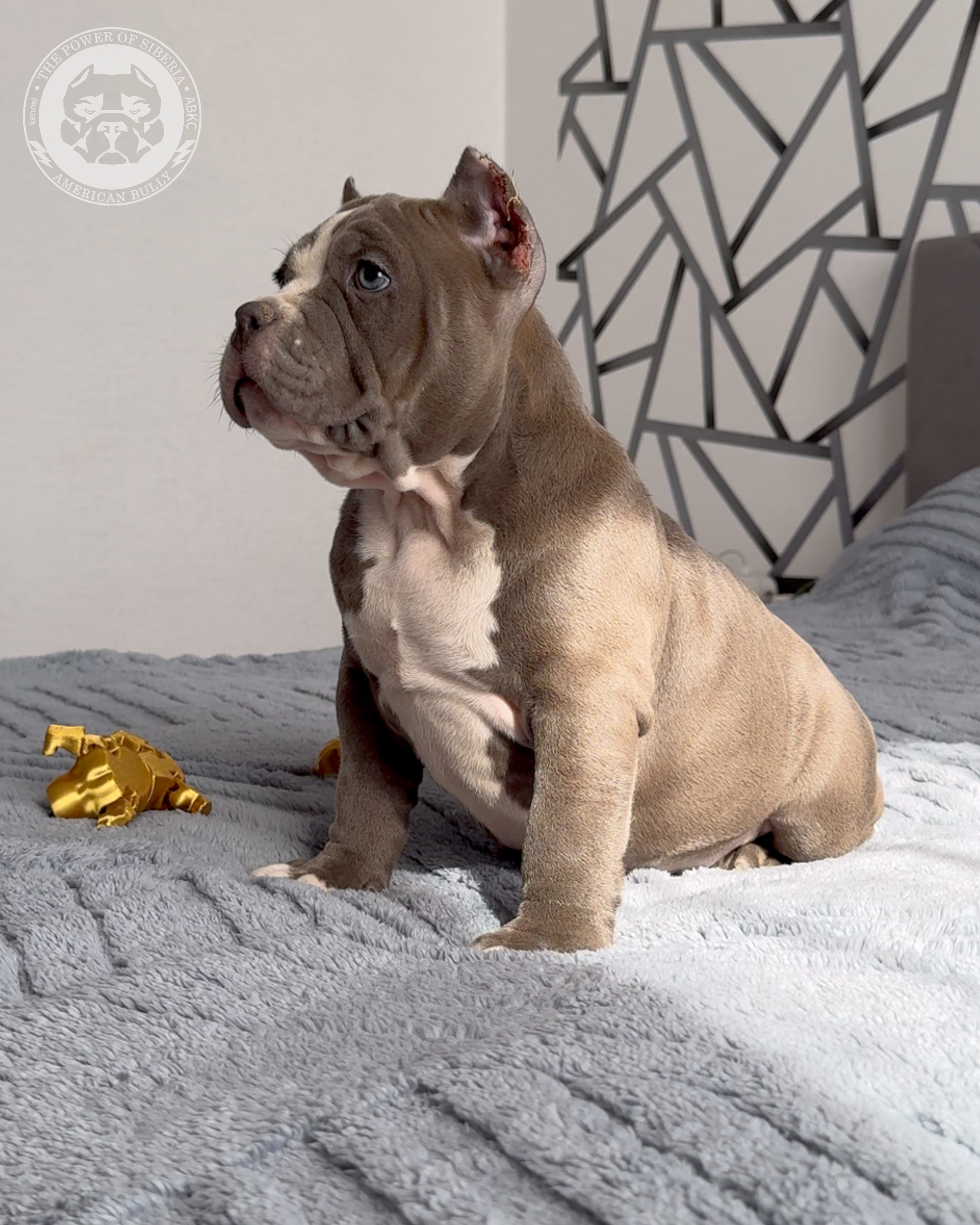 29.12.25-Терри-Локо. Американский Булли в г. Ростов-на-Дону. Питомник THE POWER OF SIBERIA