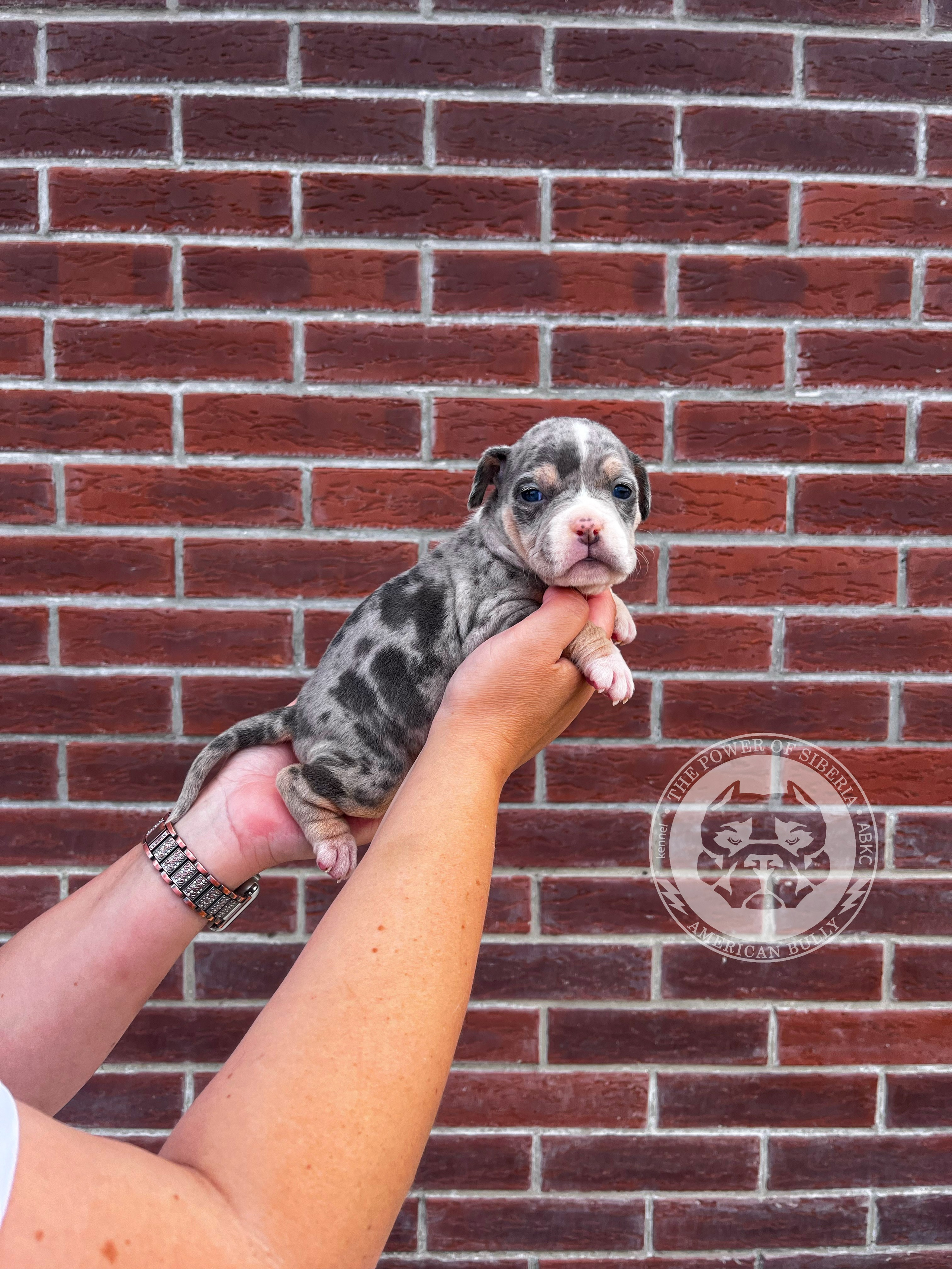 Помет Каспер и Тагира. 21.04.25. Американский Булли в г. Ростов-на-Дону. Питомник THE POWER OF SIBERIA