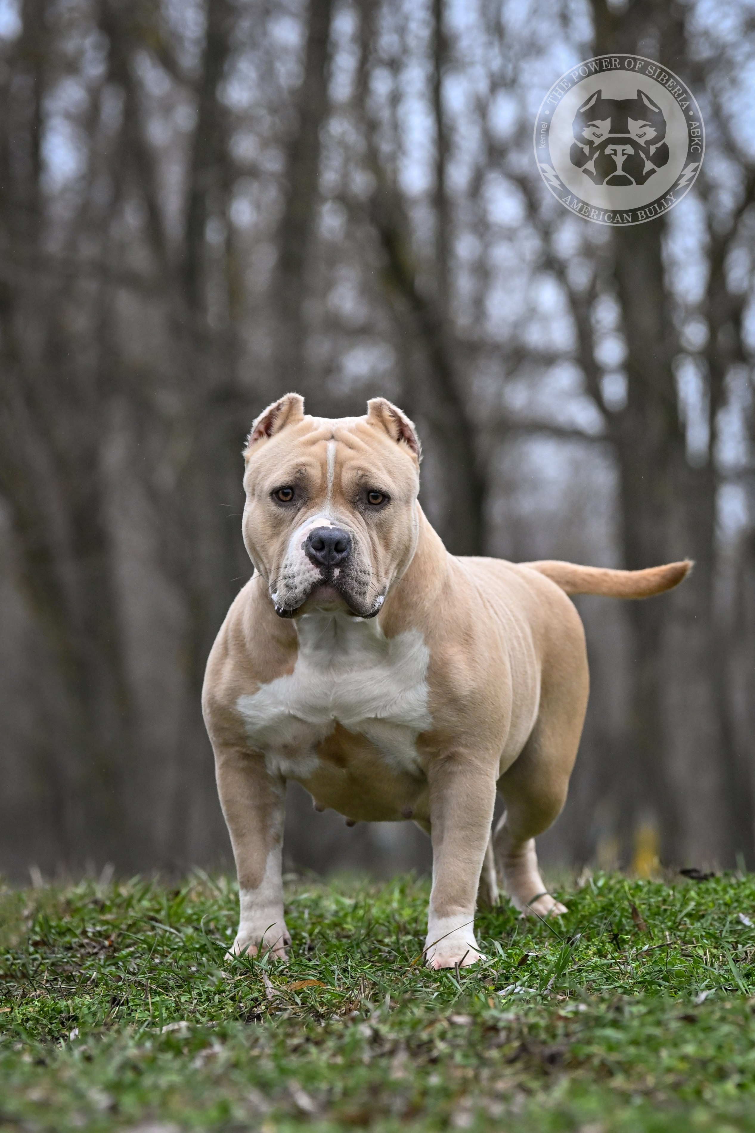 Страница Рокси. Американский Булли в г. Ростов-на-Дону. Питомник THE POWER OF SIBERIA