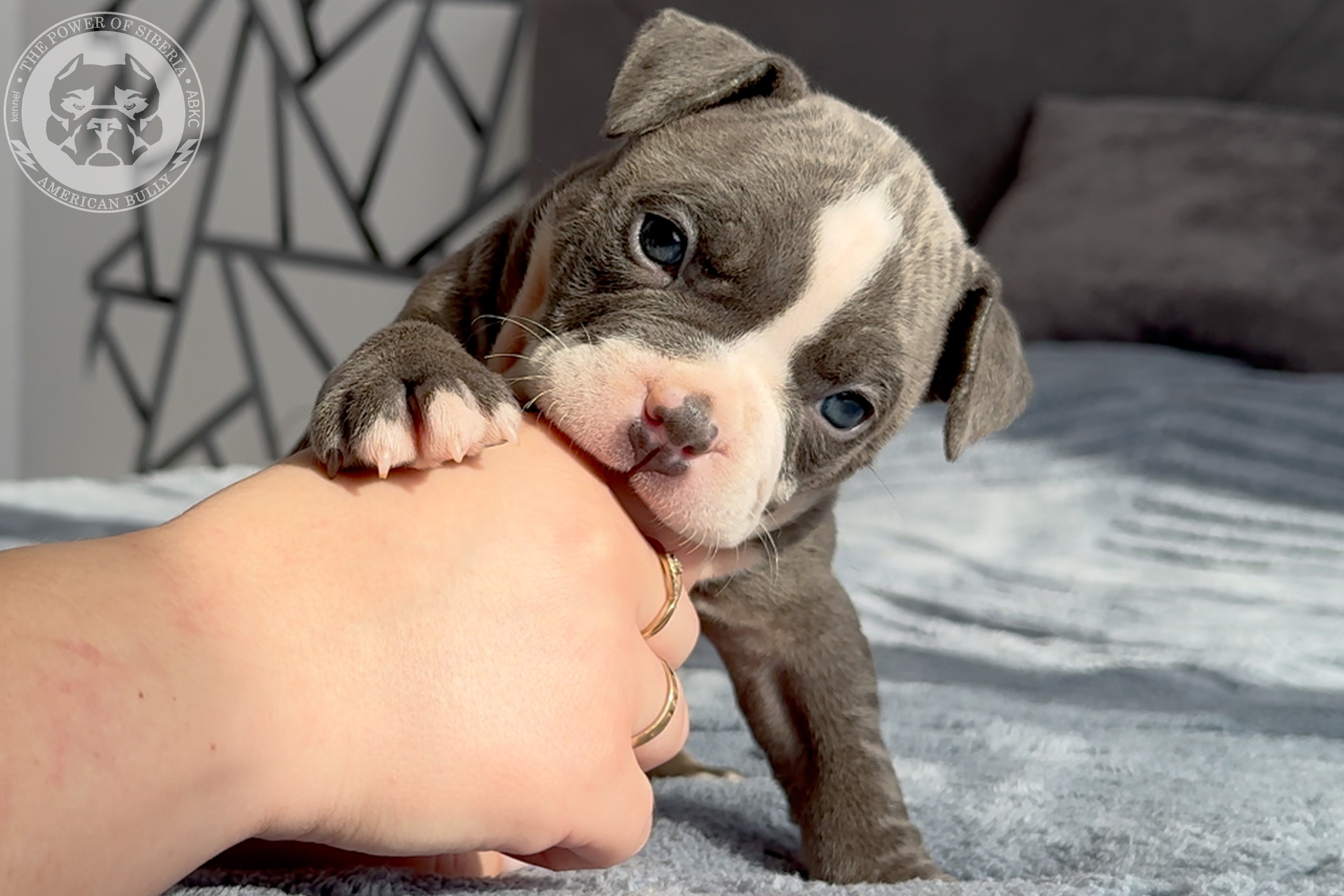 Свободные щенки Американский Булли стандарт и Свободные щенки Американский Булли классик. Американский Булли в г. Ростов-на-Дону. Питомник THE POWER OF SIBERIA