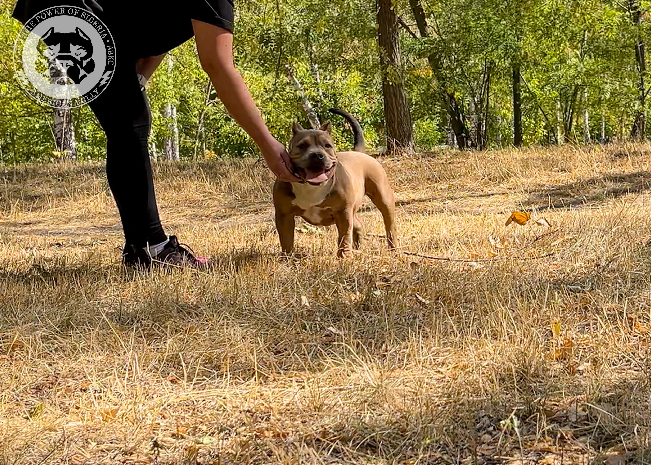 Помет Каспер и Тагира. 21.04.25. Американский Булли в г. Ростов-на-Дону. Питомник THE POWER OF SIBERIA