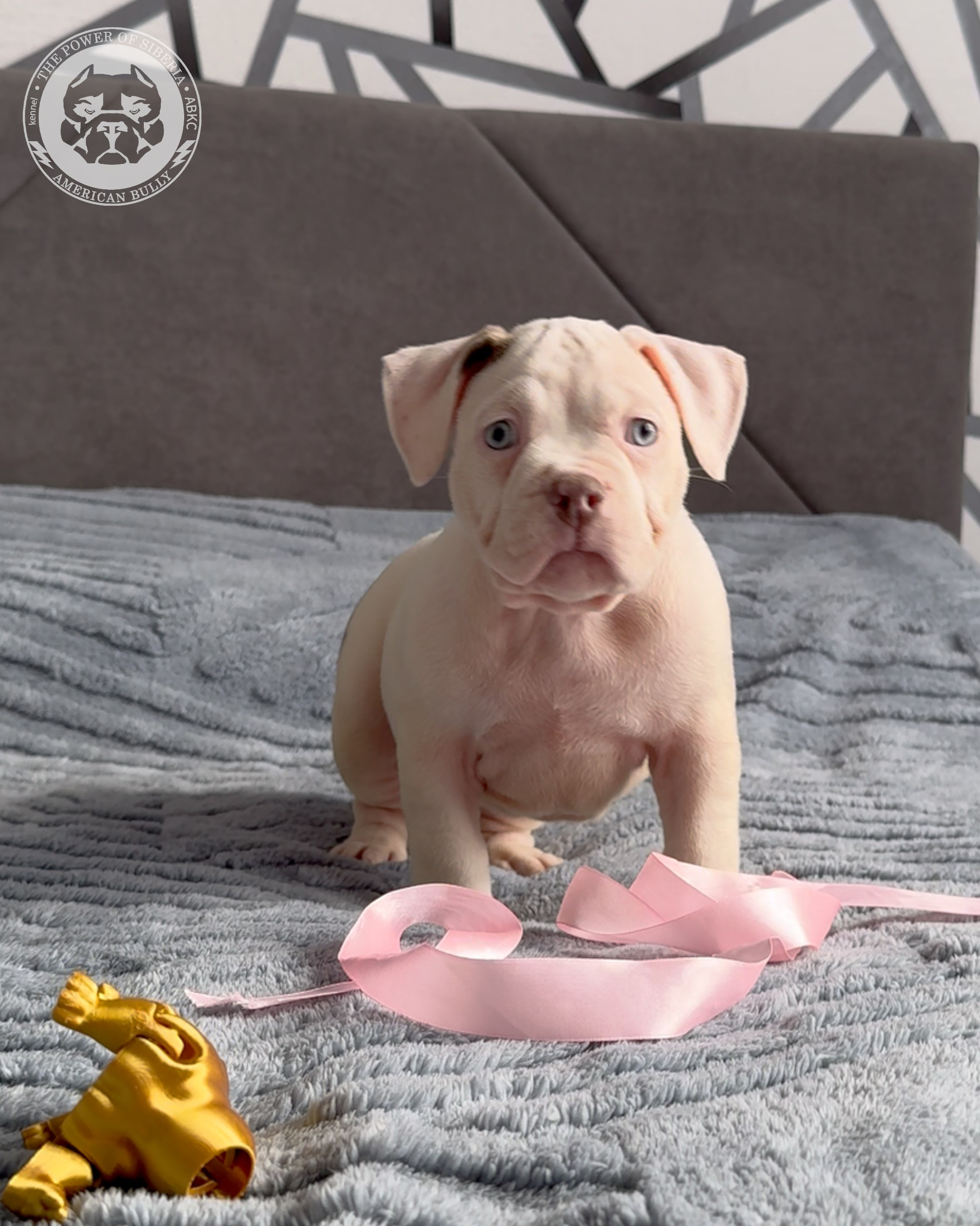 Свободные щенки Американский Булли, в типах покет, классик, стандарт. Американский Булли в г. Ростов-на-Дону. Питомник THE POWER OF SIBERIA