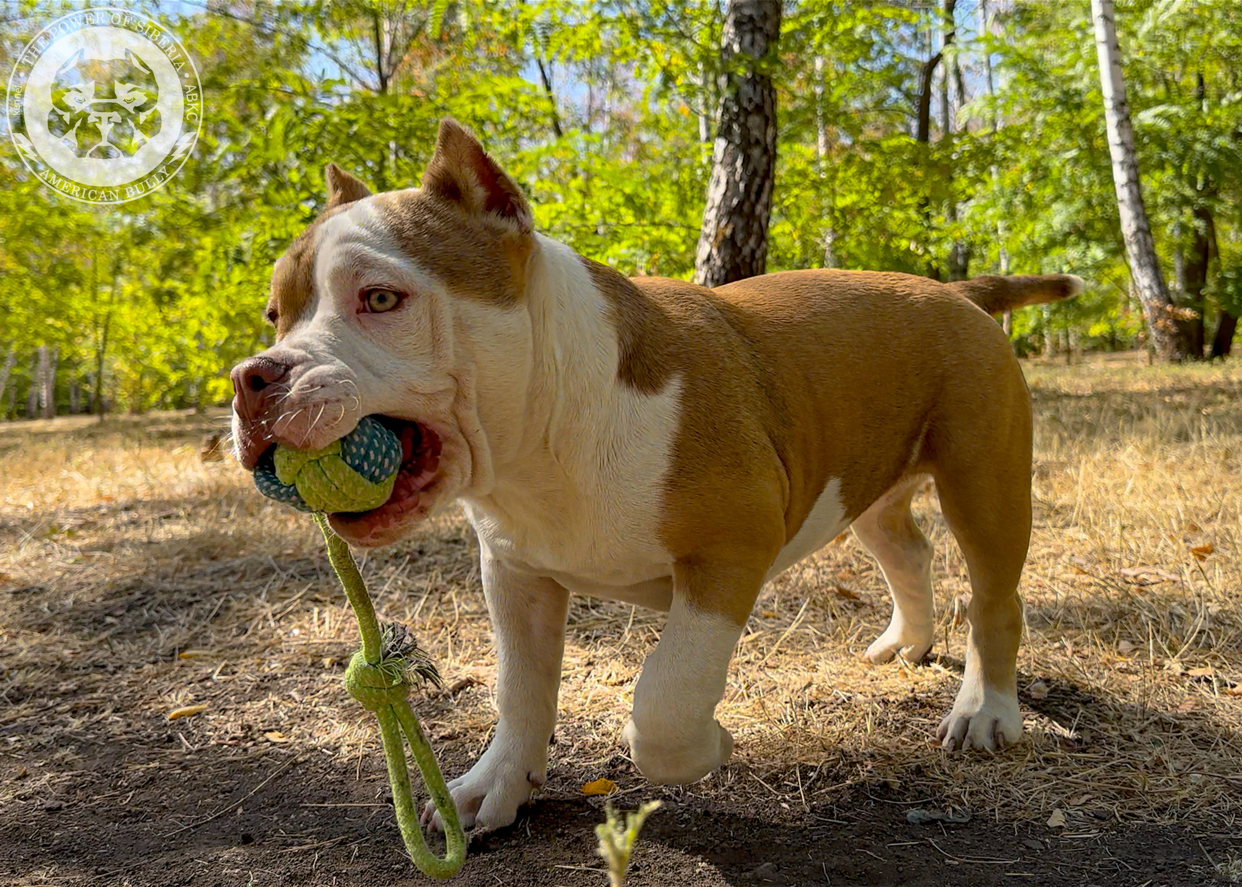 Помет Каспер и Тагира. 21.04.25. Американский Булли в г. Ростов-на-Дону. Питомник THE POWER OF SIBERIA