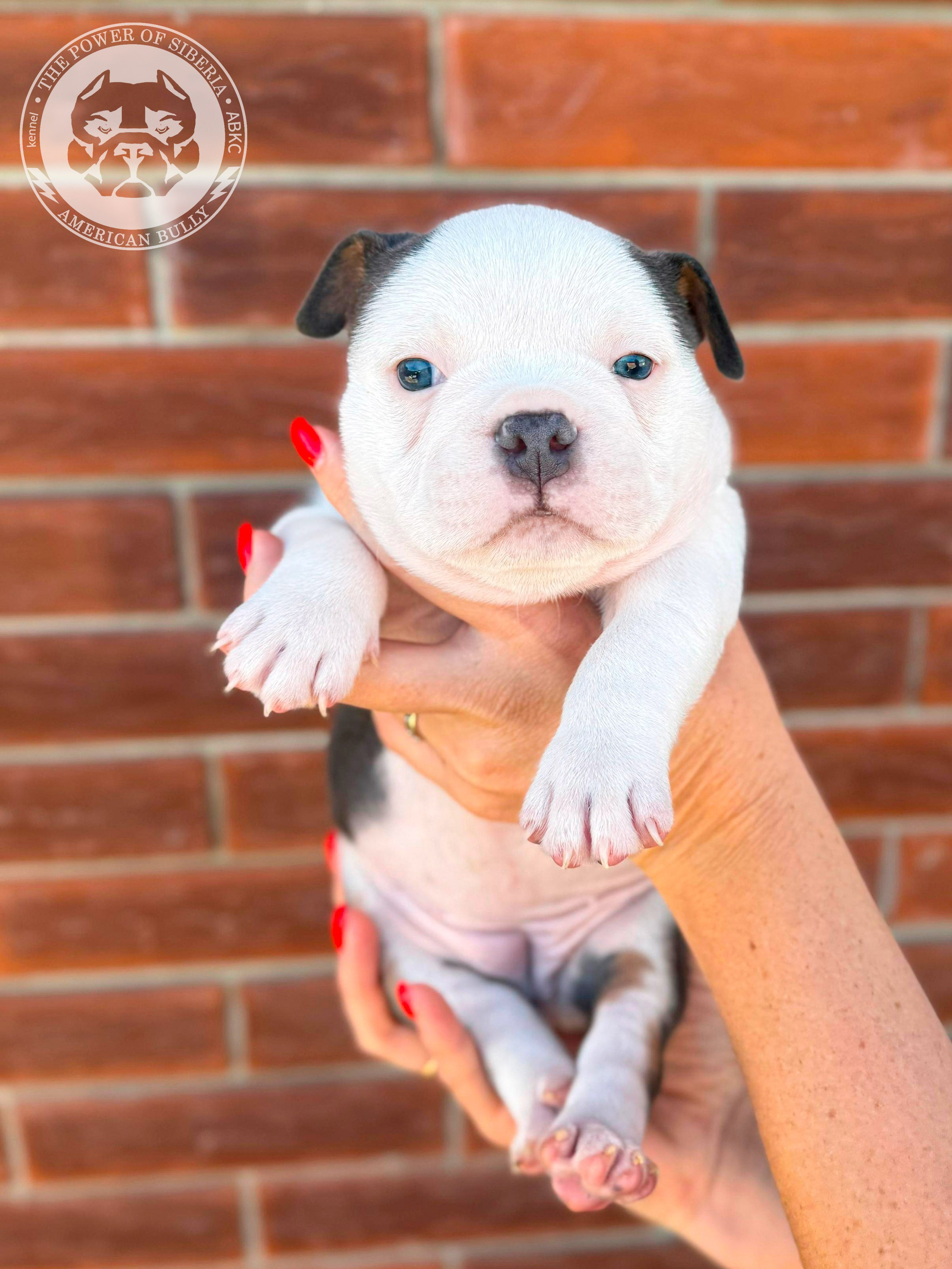 Помет Каспер и Айси. 07.08.25. Американский Булли в г. Ростов-на-Дону. Питомник THE POWER OF SIBERIA