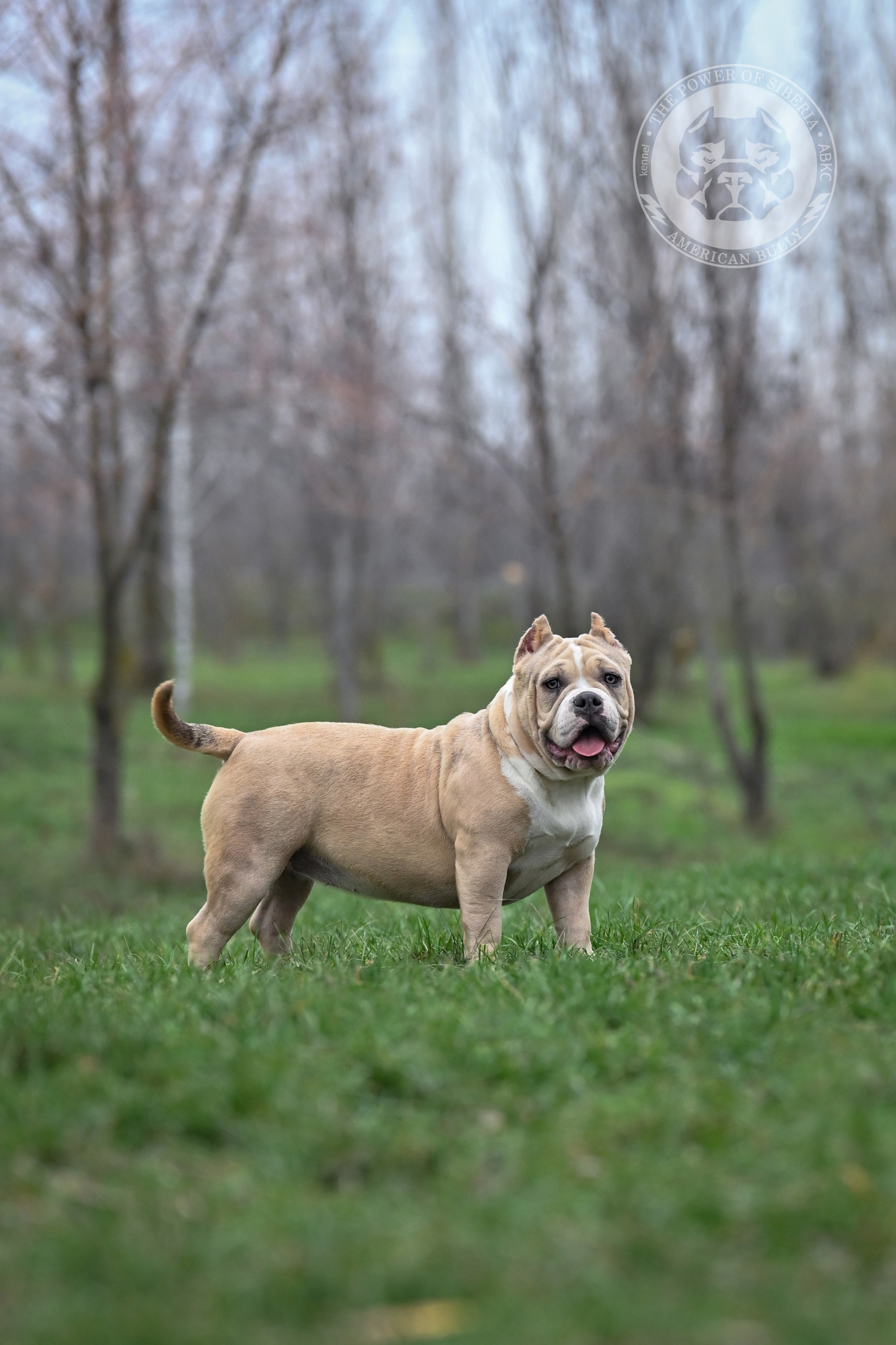 Американский булли купить щенка	в НАО, Купить щенка American Bully покет	в НАО, Купить щенка American Bully классик	в НАО, Купить щенка American Bully стандарт	в НАО, Купить щенка American Bully XL	в НАО, Купить щенка American Bully экзот	в НАО, American Bully щенок 	в НАО, American Bully цена щенка	в НАО, 
