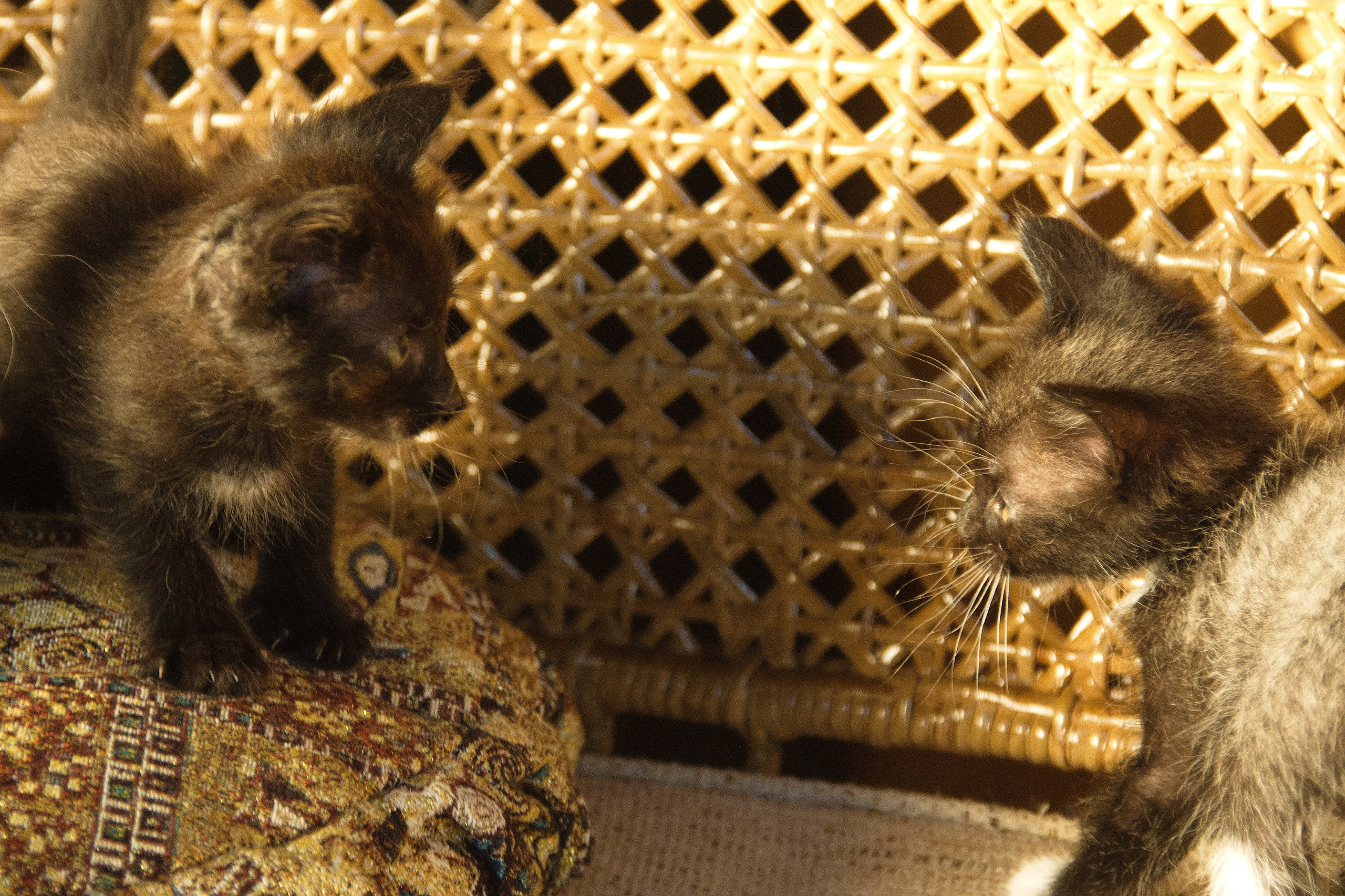 Котята на кушетке. Фотограф Евгений Симохин