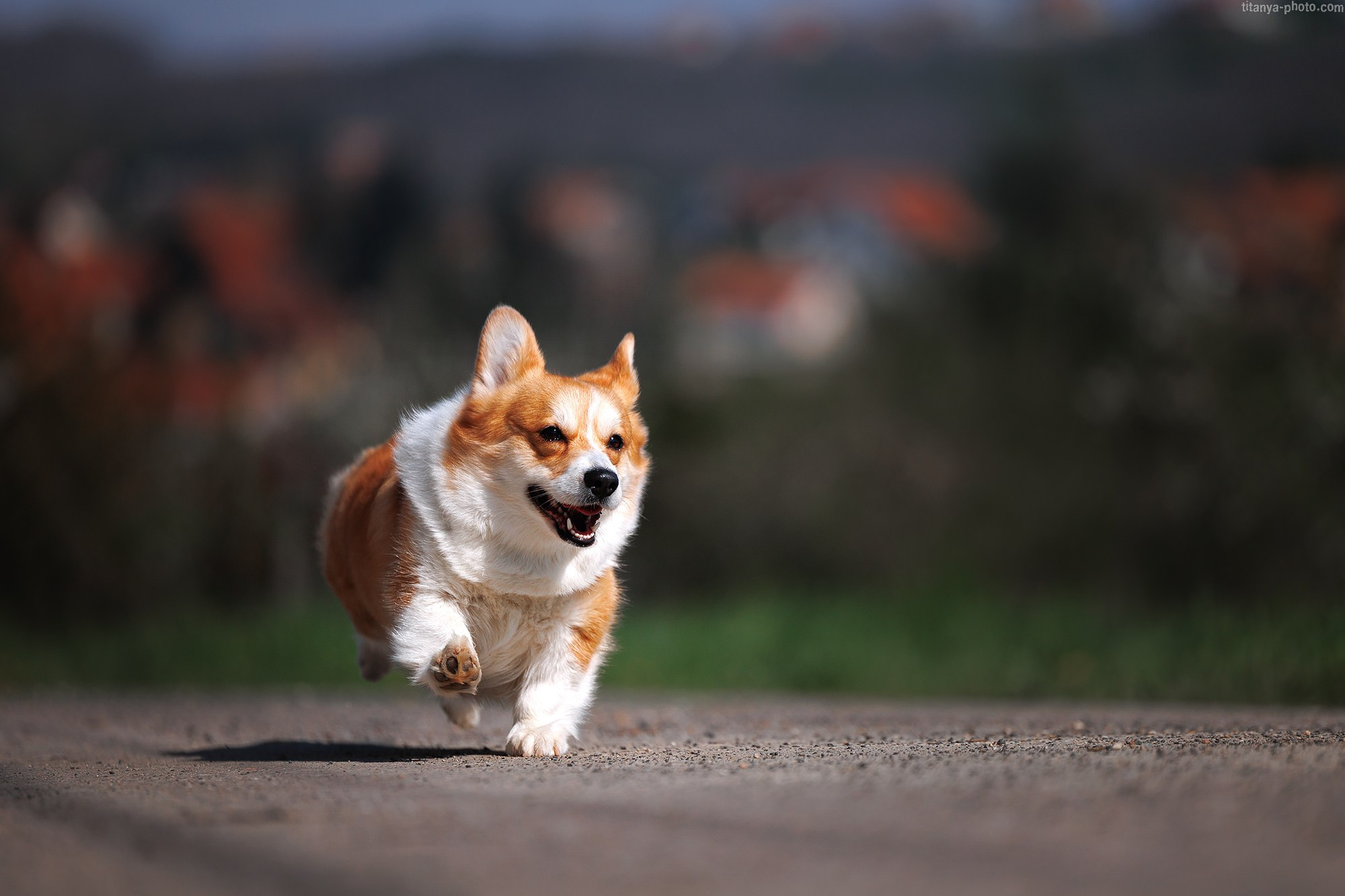 Корги Тесла. Фотограф собак, фотограф-анималист Аня Титова (Titanya). Москва