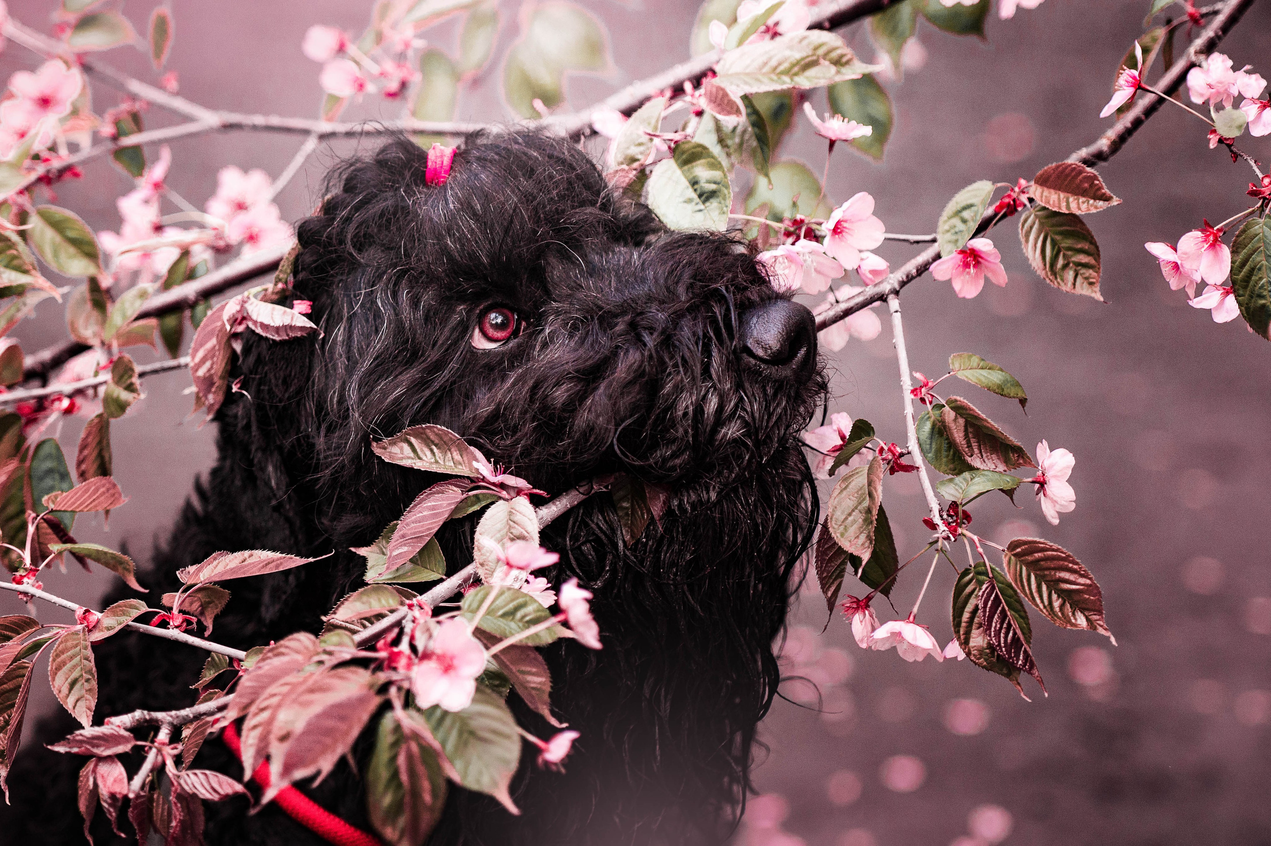 Черныши, сакура и краски холи. Фотограф-анималист