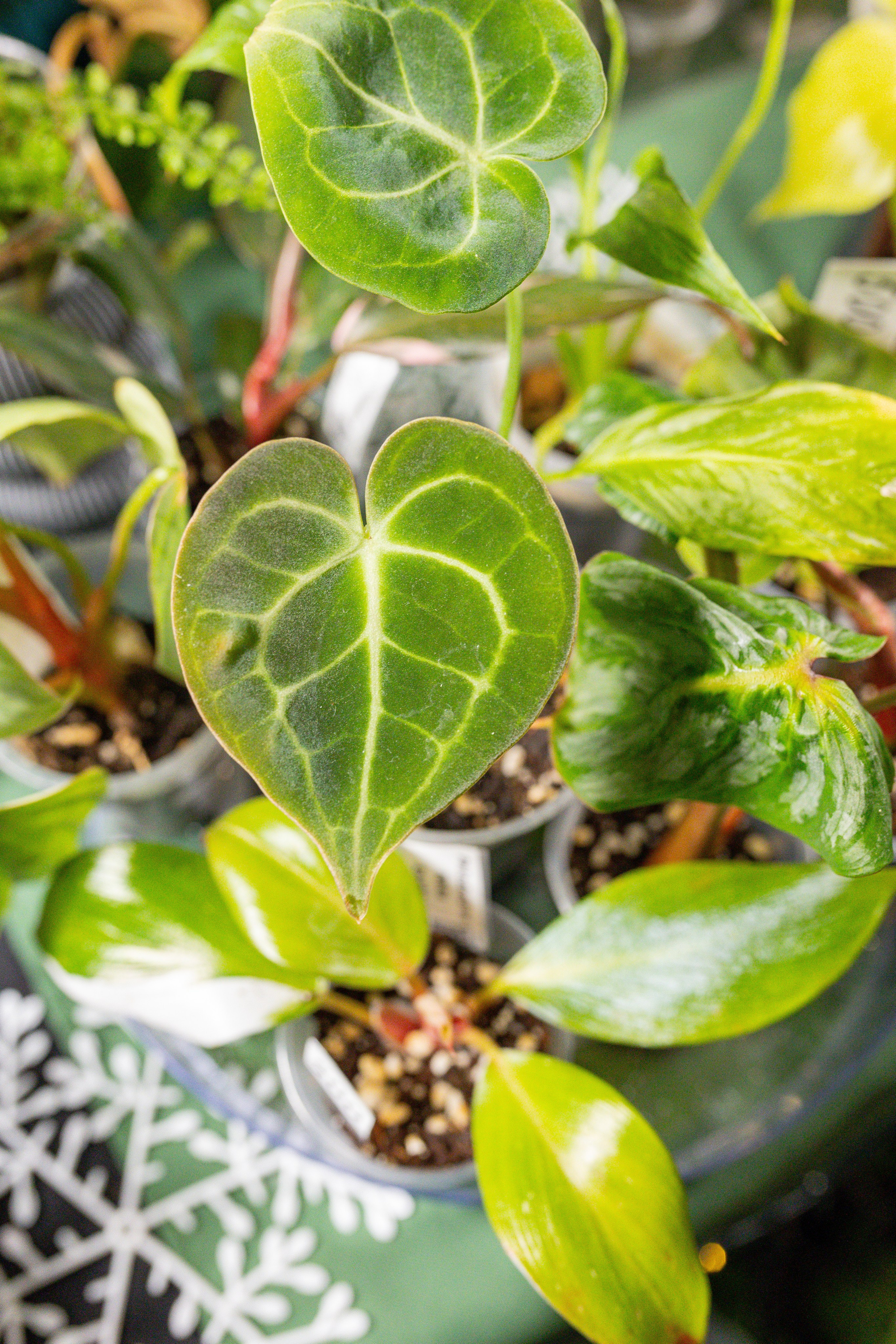 Growbox декабрь 2025. Александра Куликова фотограф, Москва