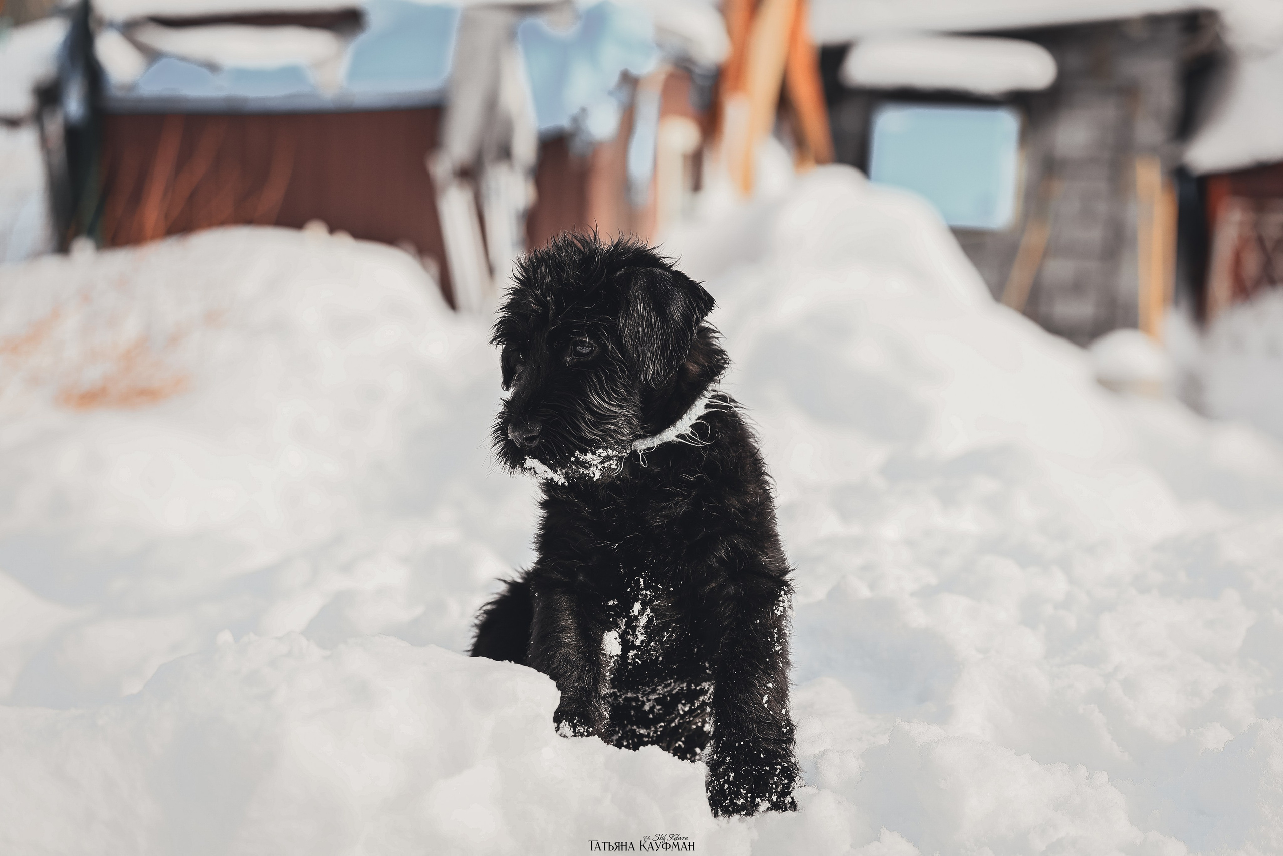 Ризеншнауцер, щенки ризеншнауцера, купить ризеншнауцера, купить щенка, ризеншнауцер Новосибирск, фотосъемка щенков, фотосессия собак, заказать фотосессию, фотографии щенков, сфотографировать щенка, фотограф Анималист, фотограф собак Новосибирск, фотограф анималист Новосибирск