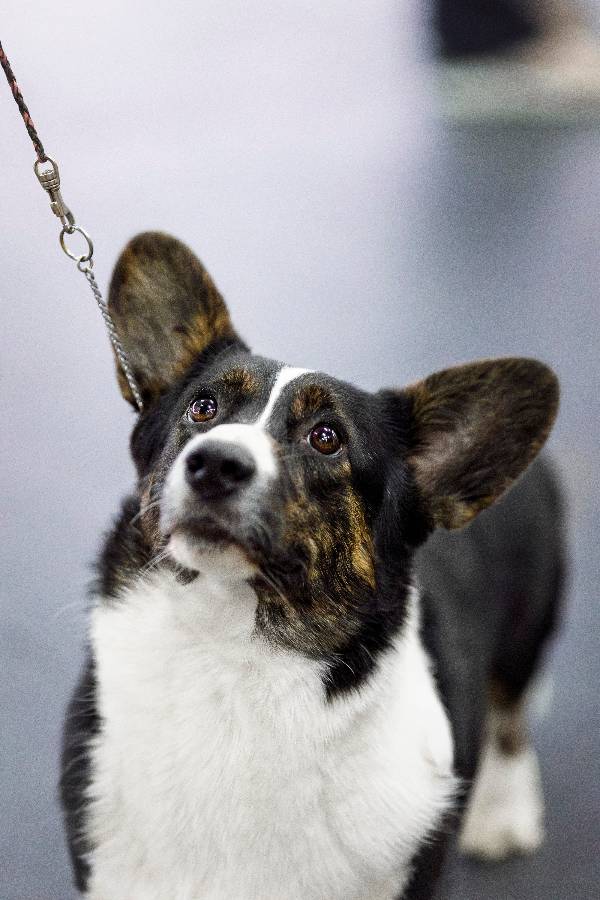 Националка ВКК 2024. Фотограф анималист, семейный фотограф, фотограф собак Комратова Мария. г. Москва