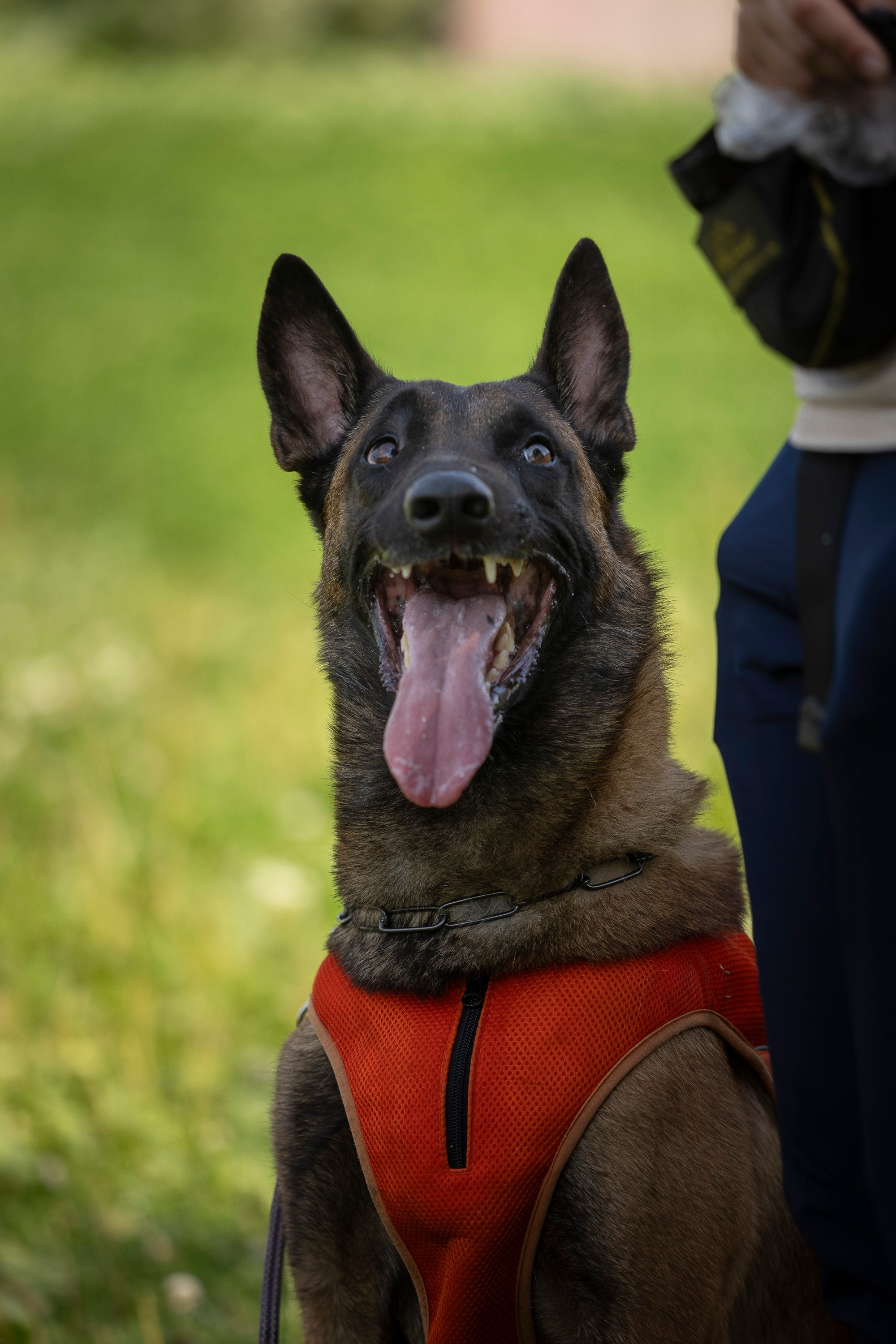 Семинар по поиску ВВ. Фотограф анималист, семейный фотограф, фотограф собак Комратова Мария. г. Москва