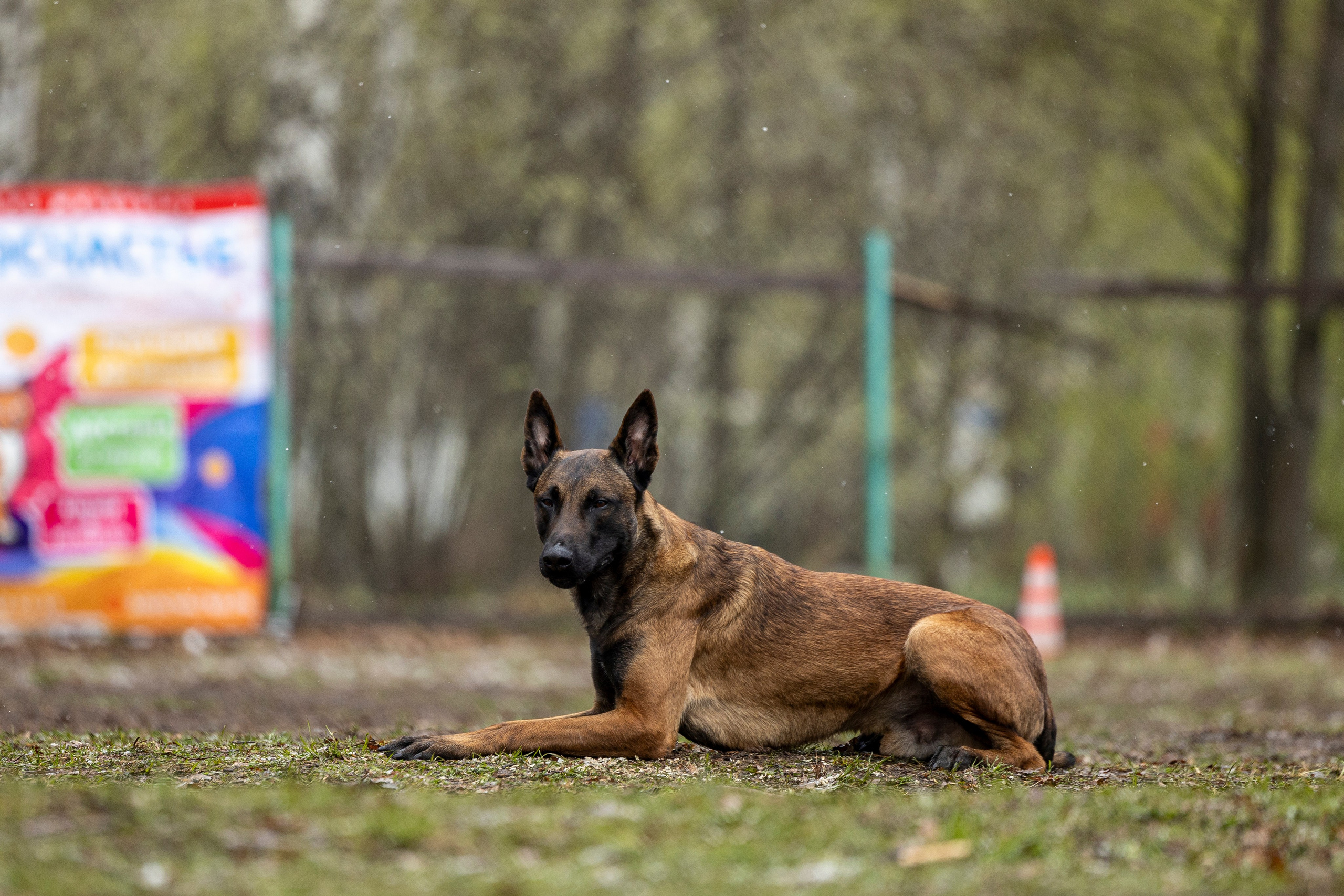 Квалификационные состязания по мондьорингу г. Вологда 11.05.24. Фотограф-анималист Анна Маринич