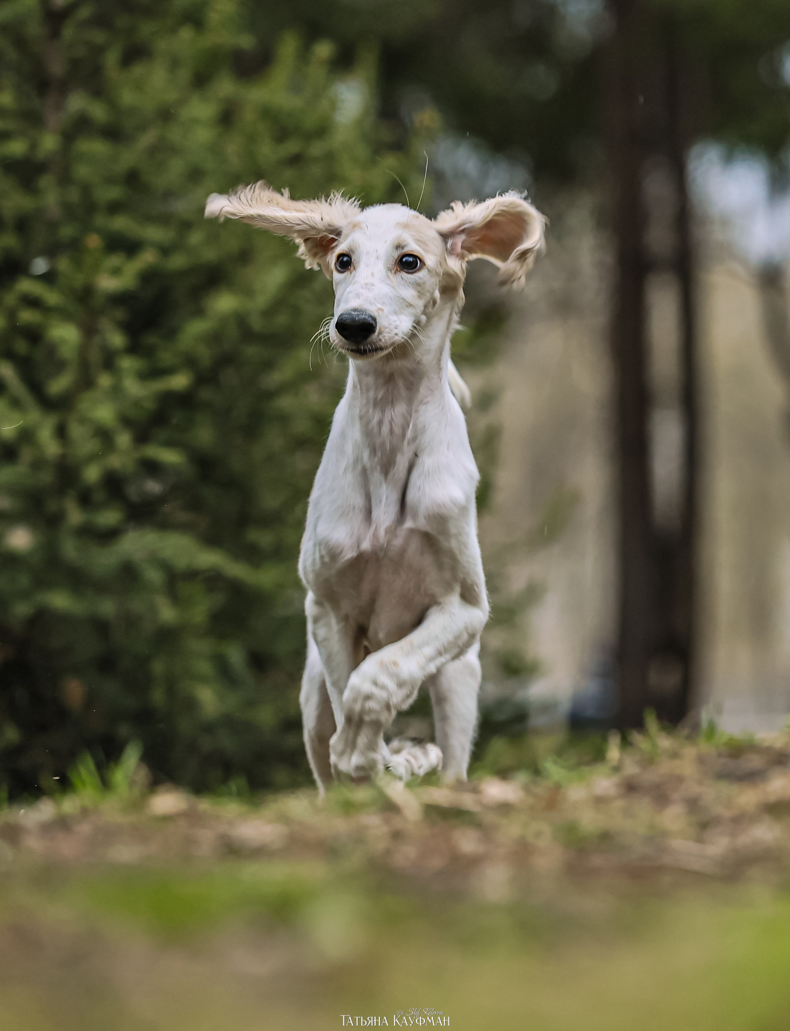 Салюки, фотография салюки, красивая собака, фотограф анималист, фотокурс Анималистика, научиться фотографировать собак, фотограф Новосибирск