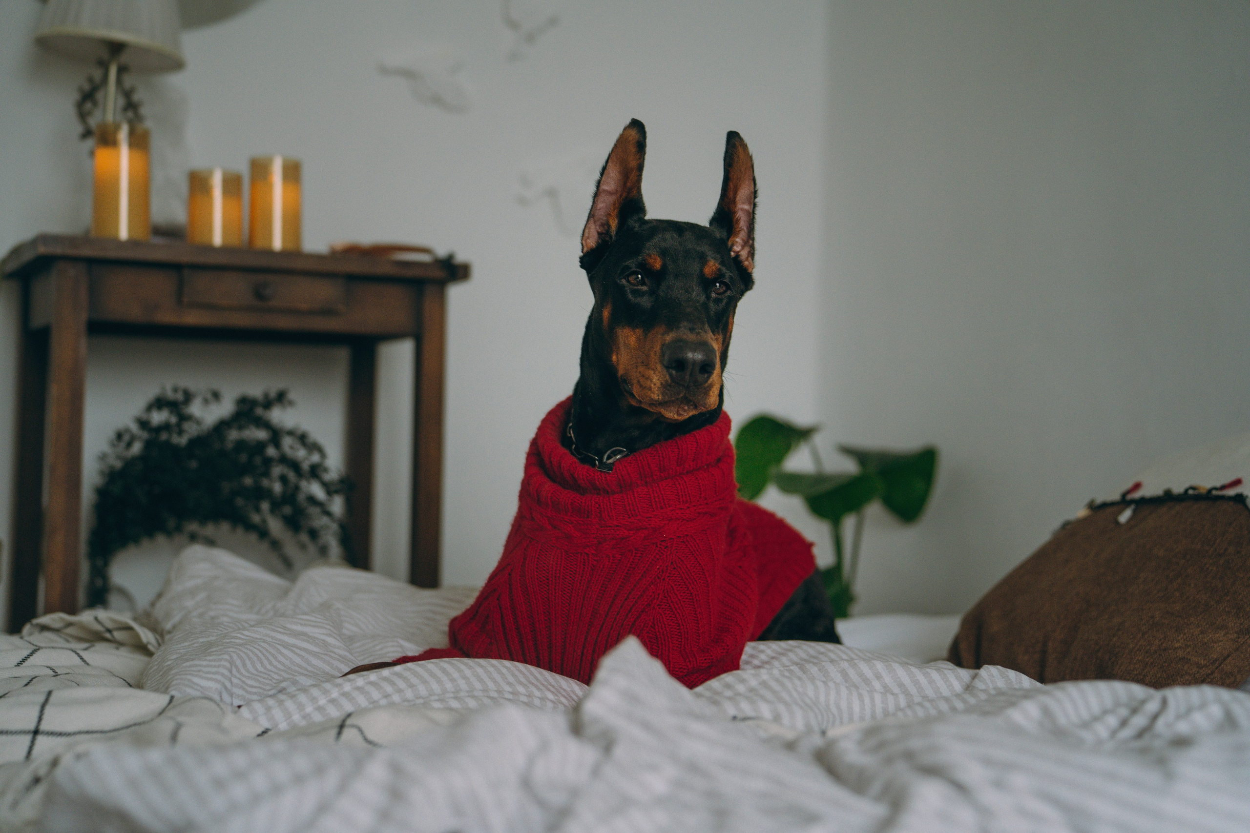 Саша и Асти. Фотограф анималист в Москве и Санкт-Петербурге Свиридова Анна