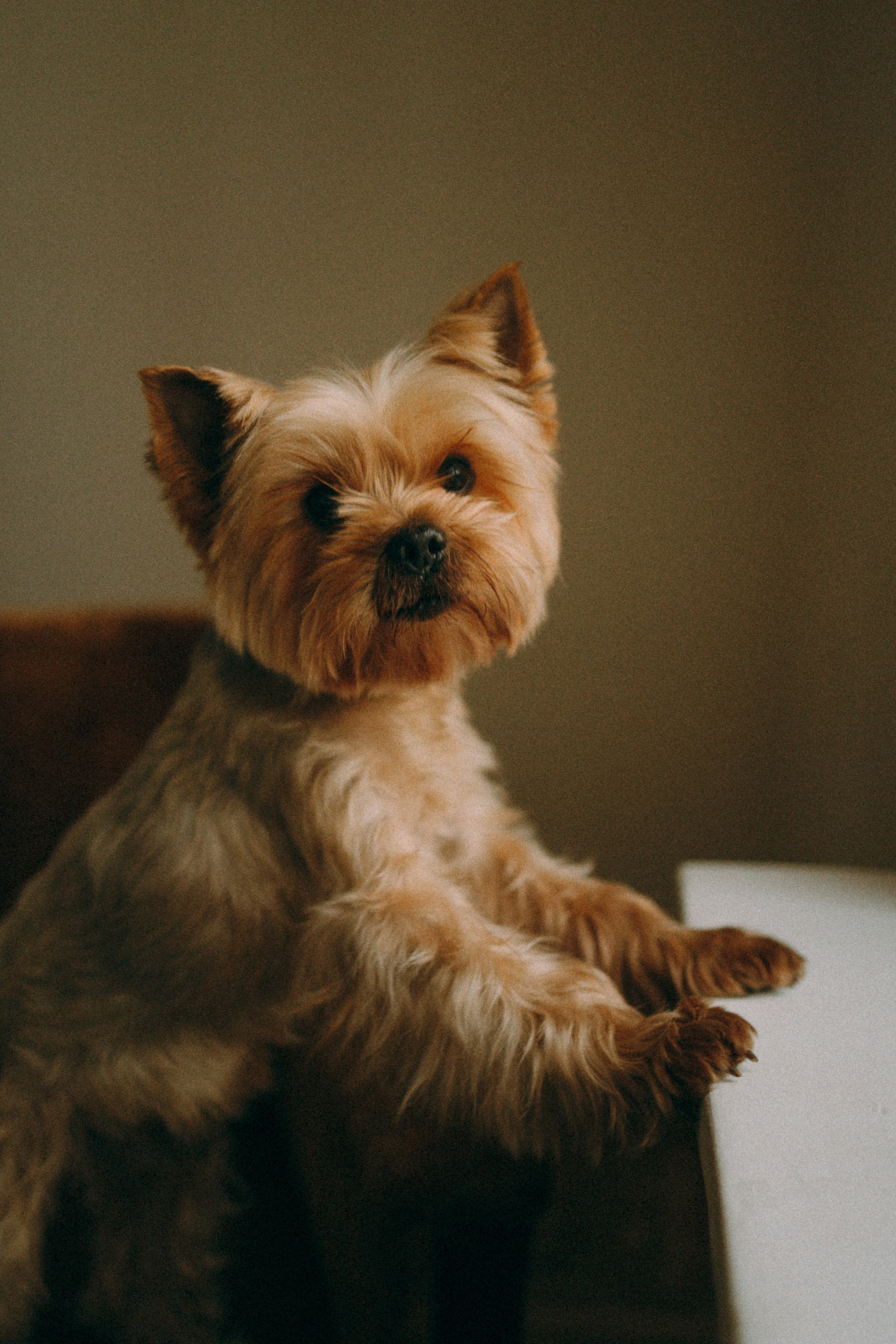 Ричард и Ксюша. Фотограф анималист Анастасия Пикей