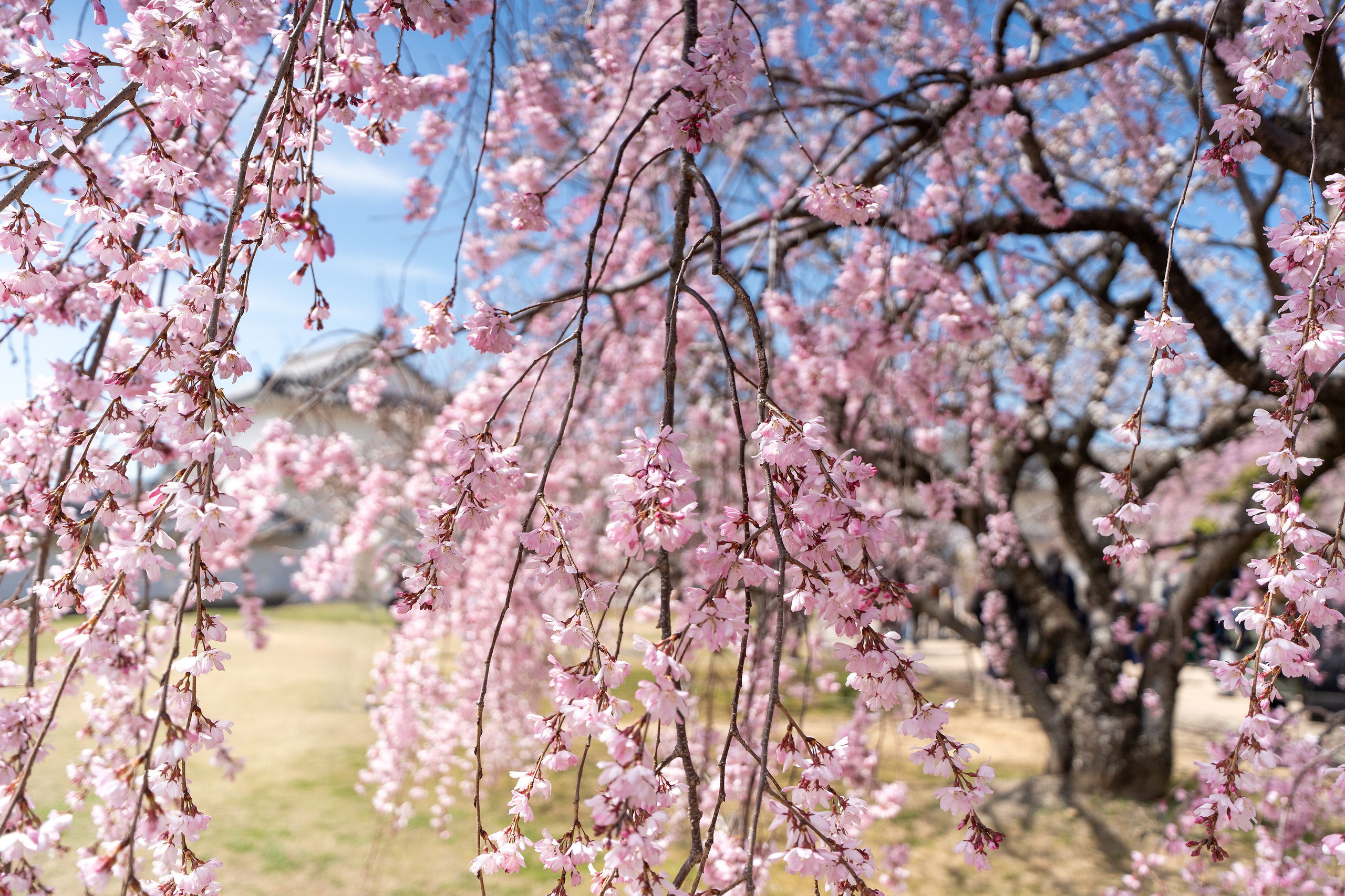 Япония, сакура. Творческие сьемки