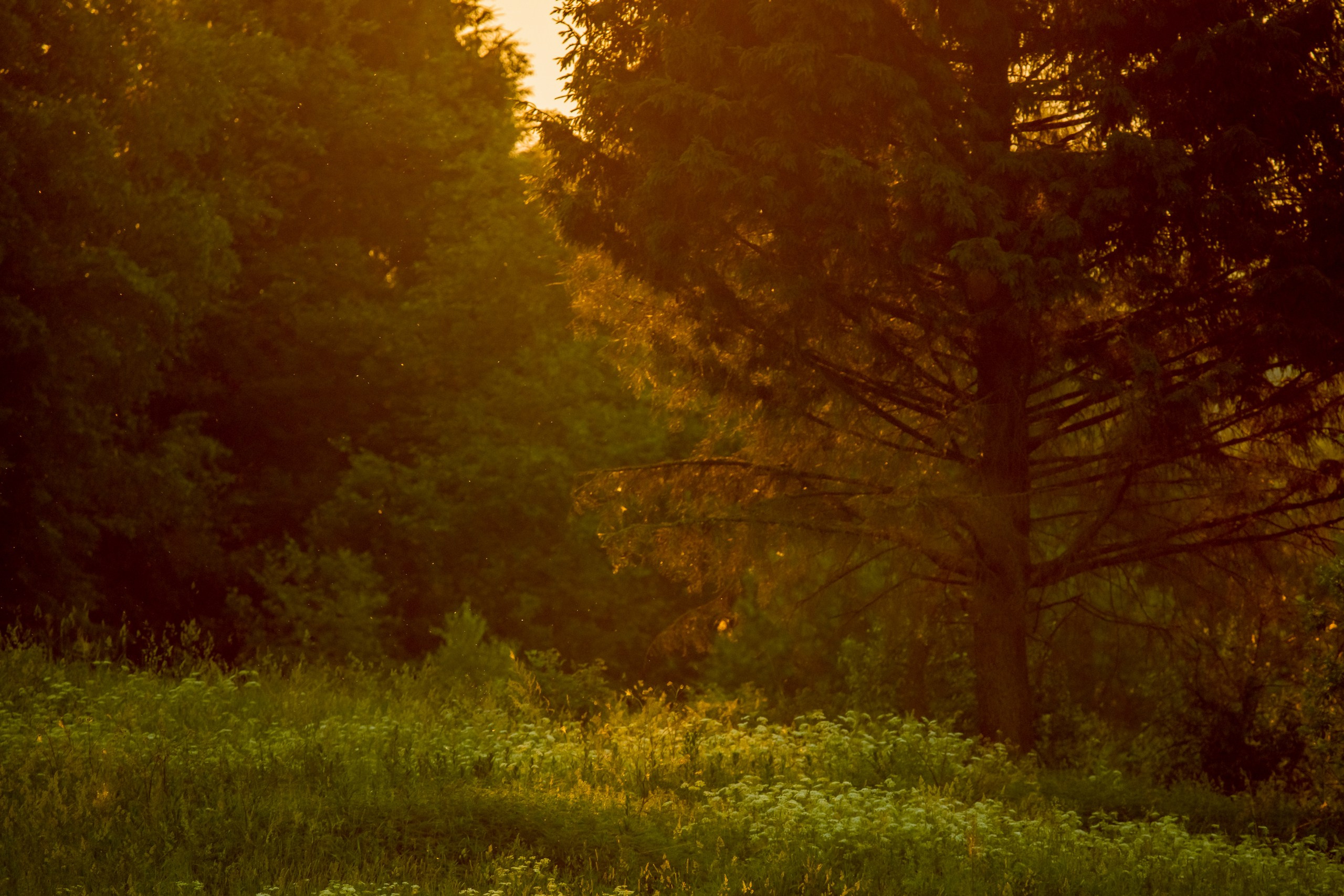Пейзажный фотограф, Фотографии дикой природы. Foto-Zuev фотография как искусство