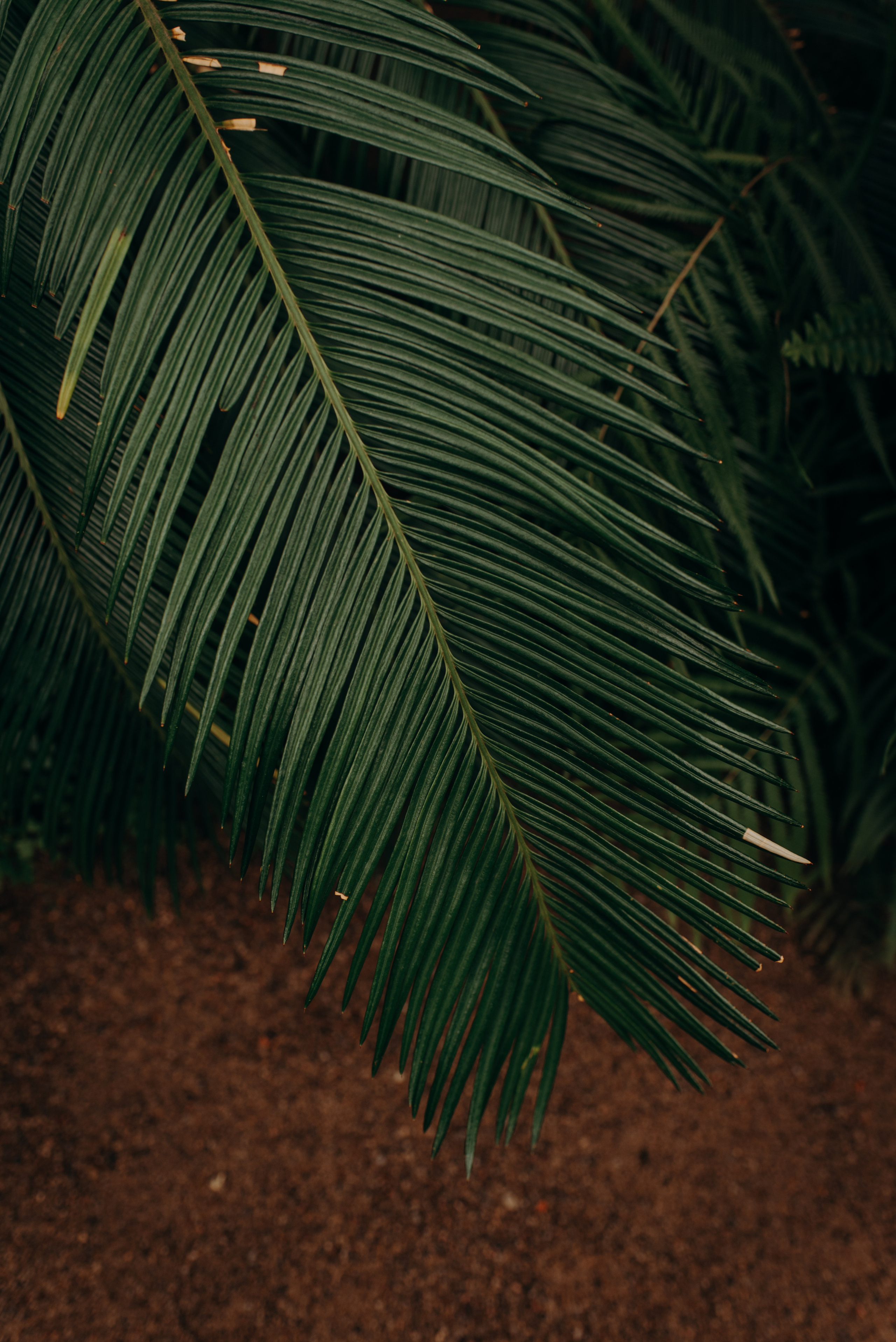 фотосъёмка лавстори в спб, предложение руки и сердца в ботаническом саду