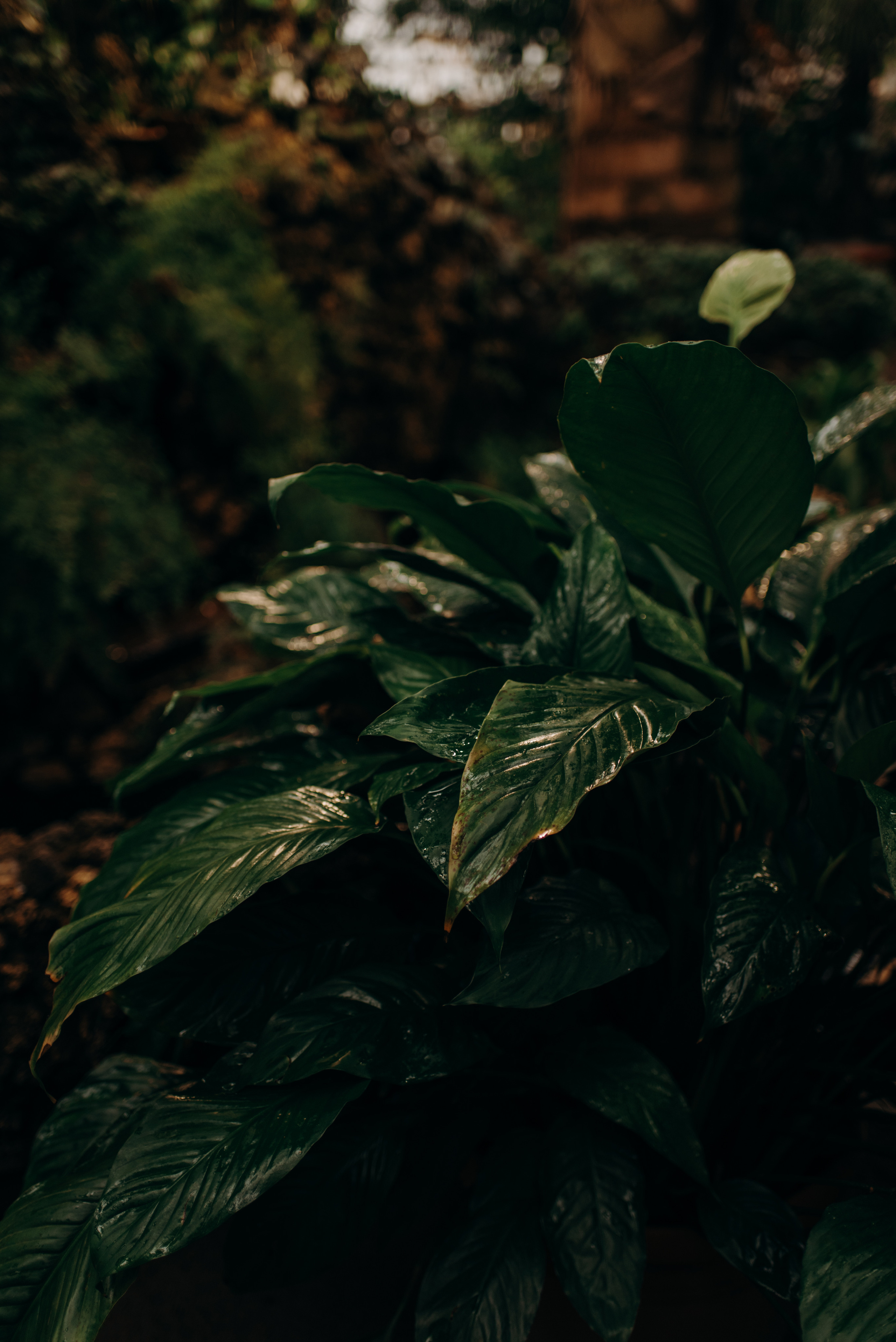 фотосъёмка лавстори в спб, предложение руки и сердца в ботаническом саду