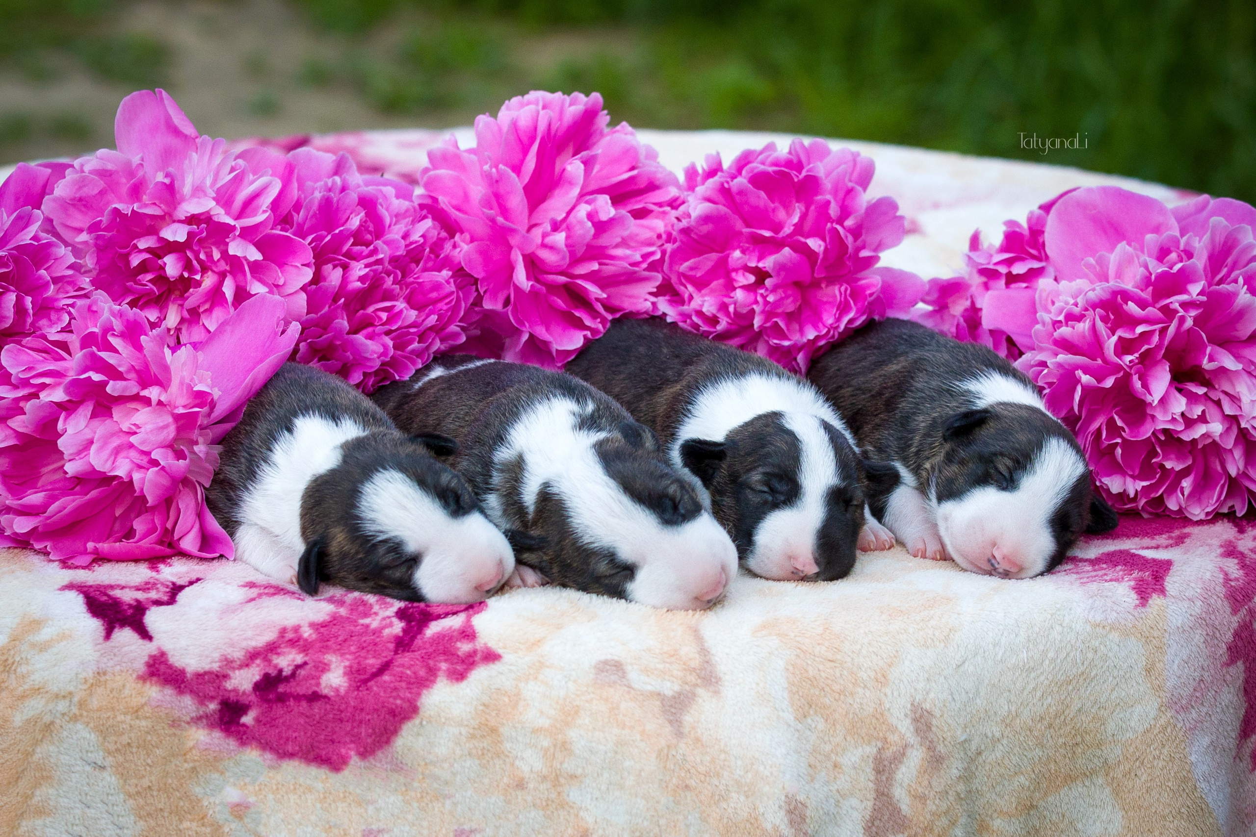 Стандартный бультерьер. Фотограф — анималист Татьяна Ли