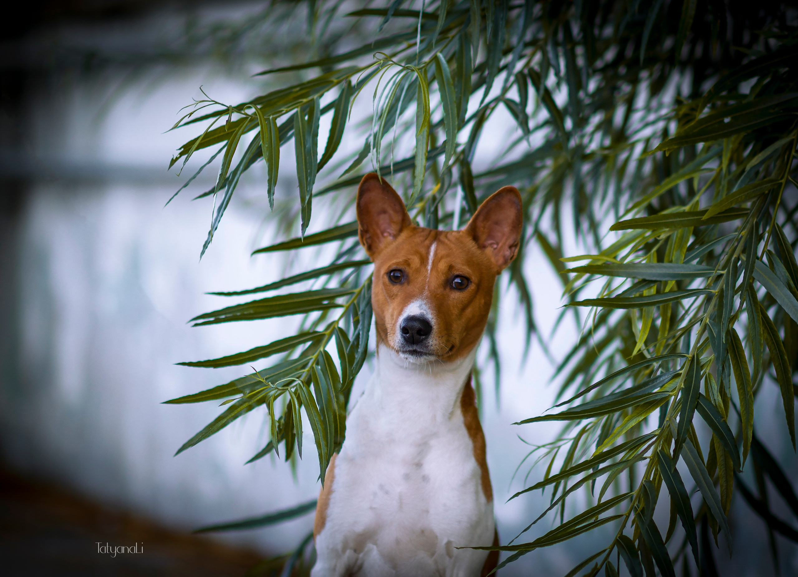 Басенджи. Фотограф — анималист Татьяна Ли
