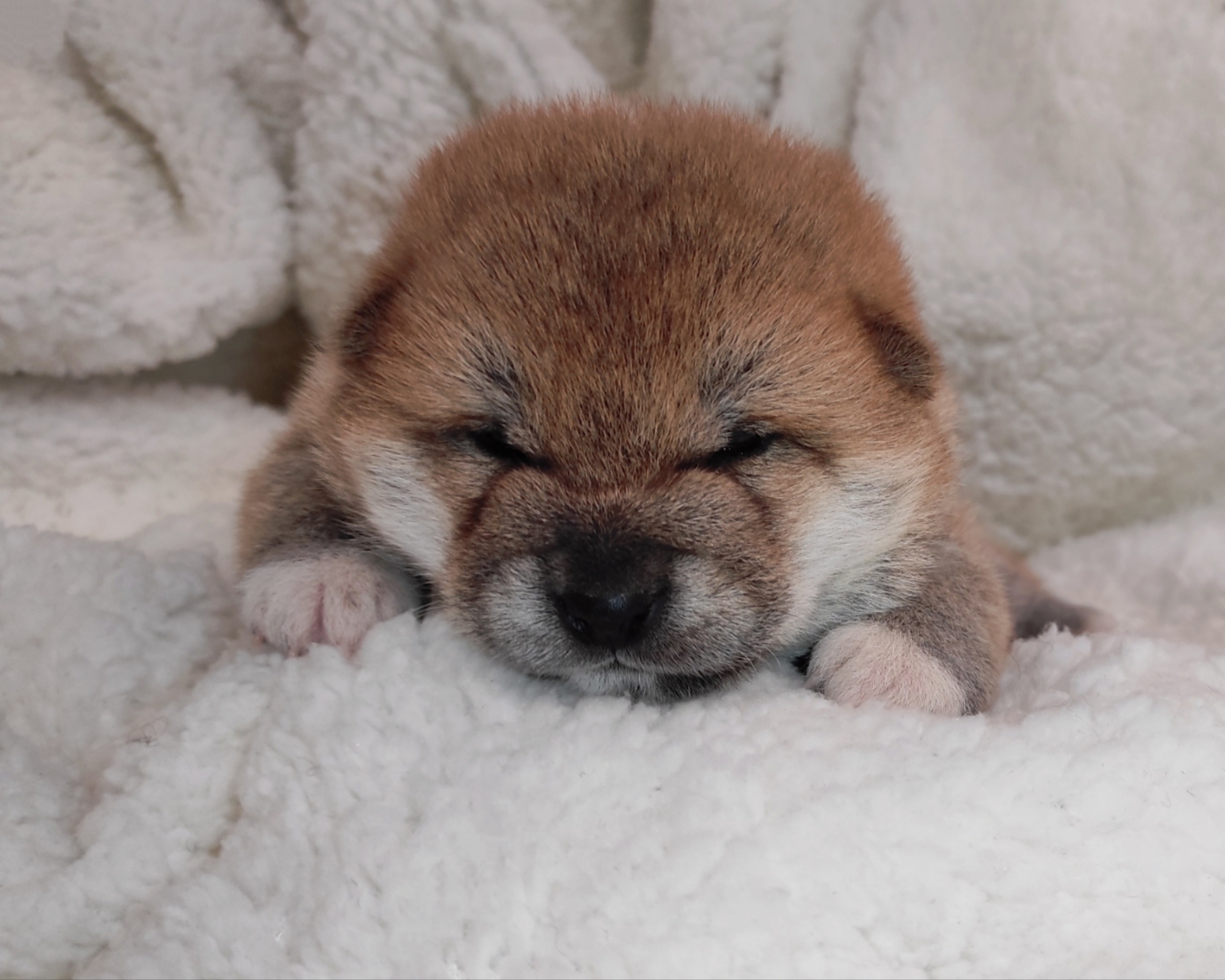 сиба питомник Рубилайт щенки на продажу rubylight  сиба щенки купить СПб Санкт-Петербург 