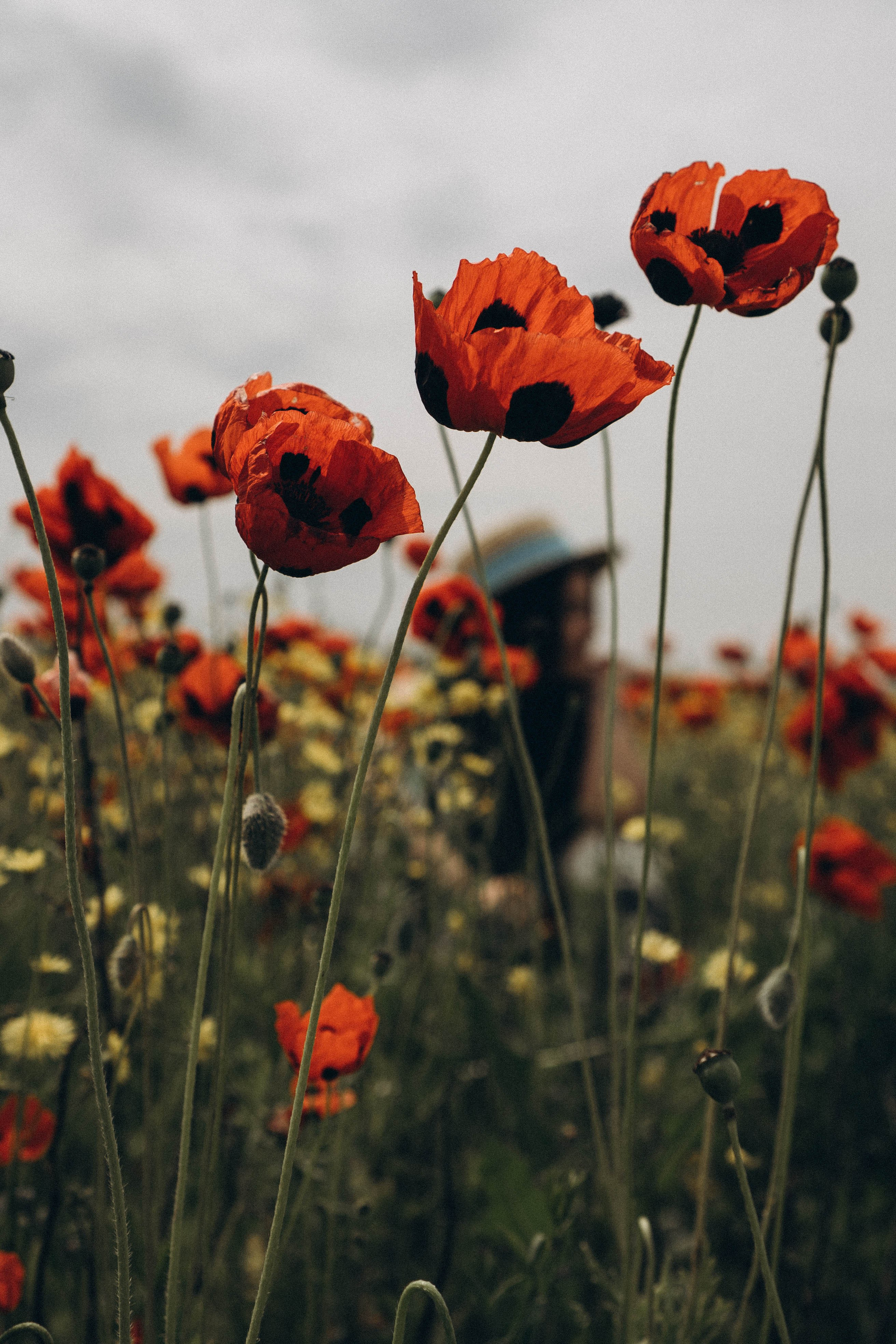 Цветочная поляна. Профессиональный фотограф, Санкт-Петербург — Виктория Богомолова
