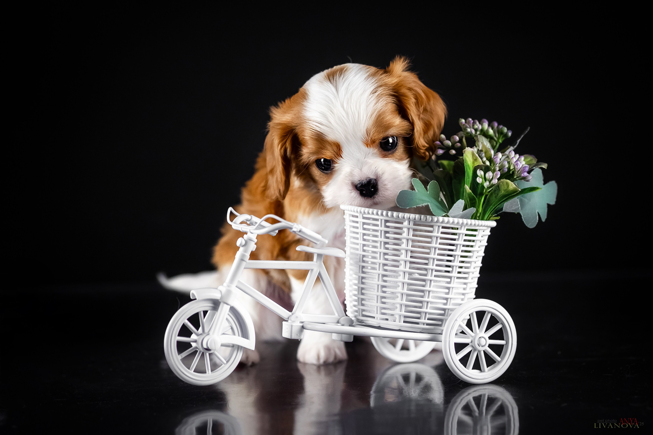 Кавалерчики. Фотограф анималист Аня Ливанова | Рыбинск