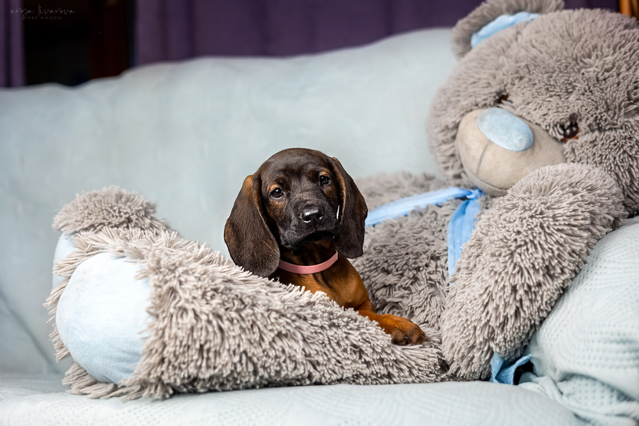 Баварцы. Фотограф анималист Аня Ливанова | Рыбинск