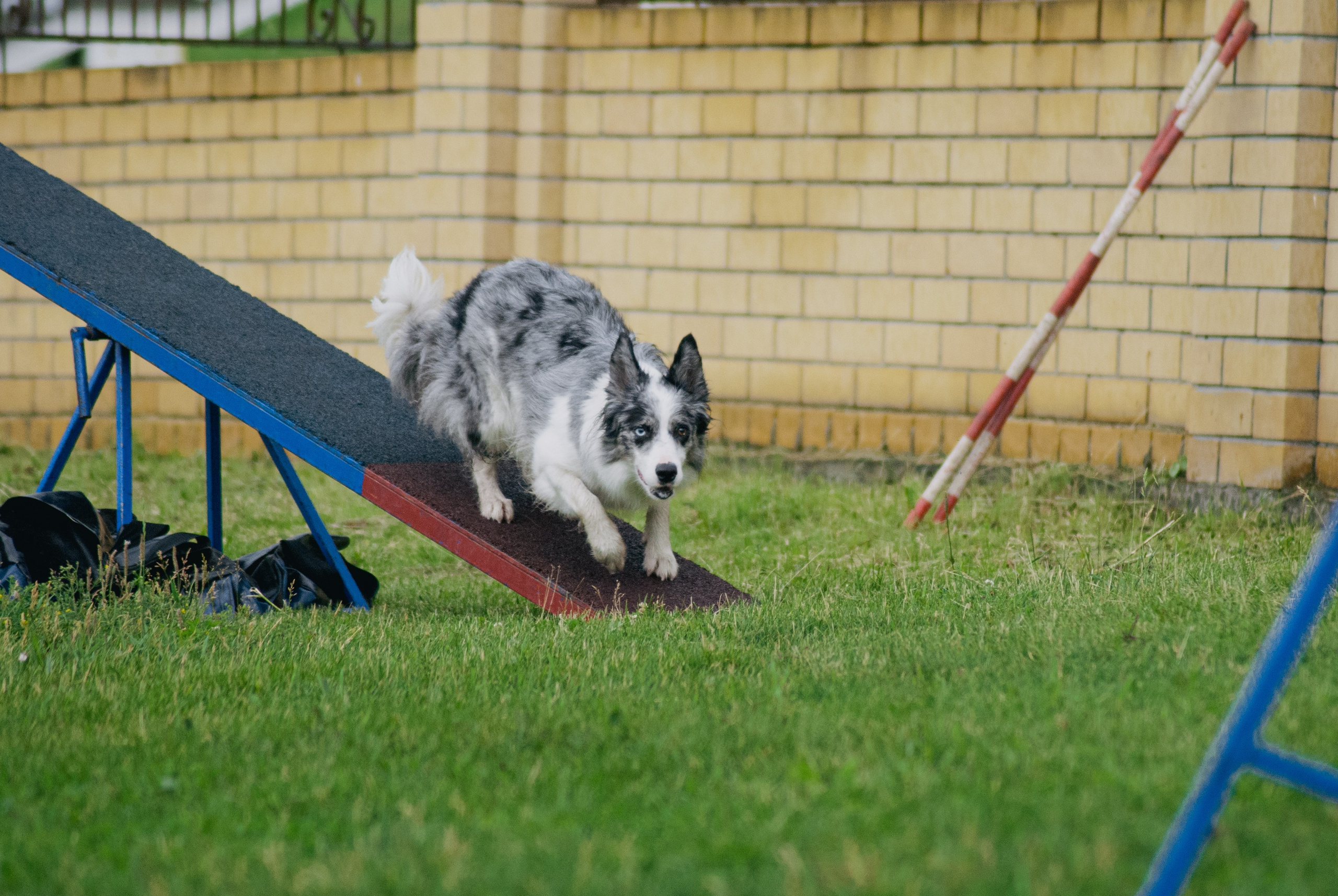 Аджилити. Фотограф в Тюмени Лизавета Сапицкая