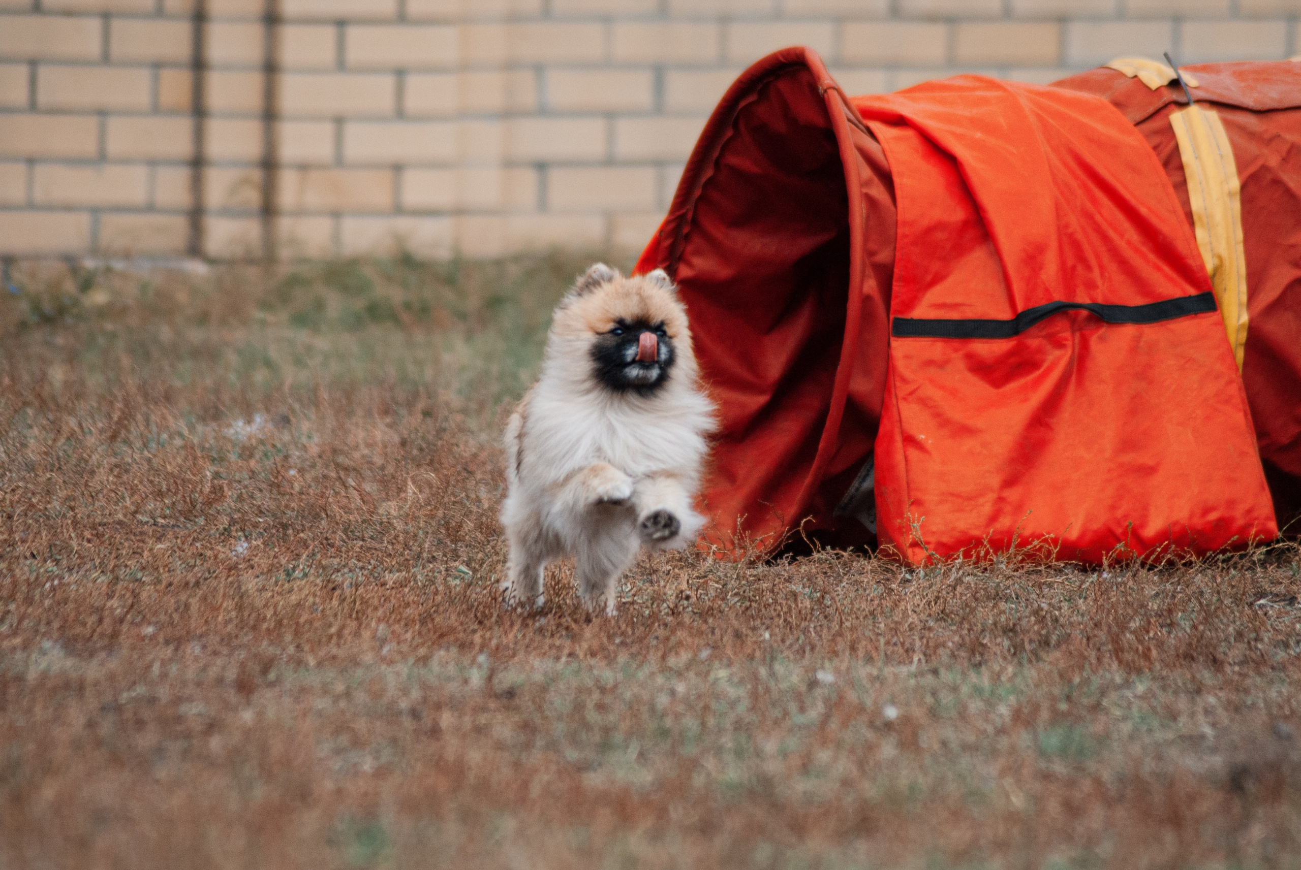 Аджилити. Фотограф в Тюмени Лизавета Сапицкая
