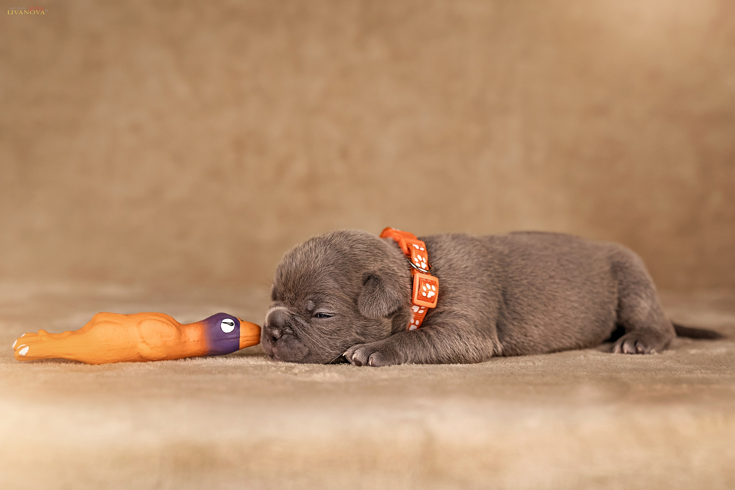 Амбулли. Фотограф анималист Аня Ливанова | Рыбинск