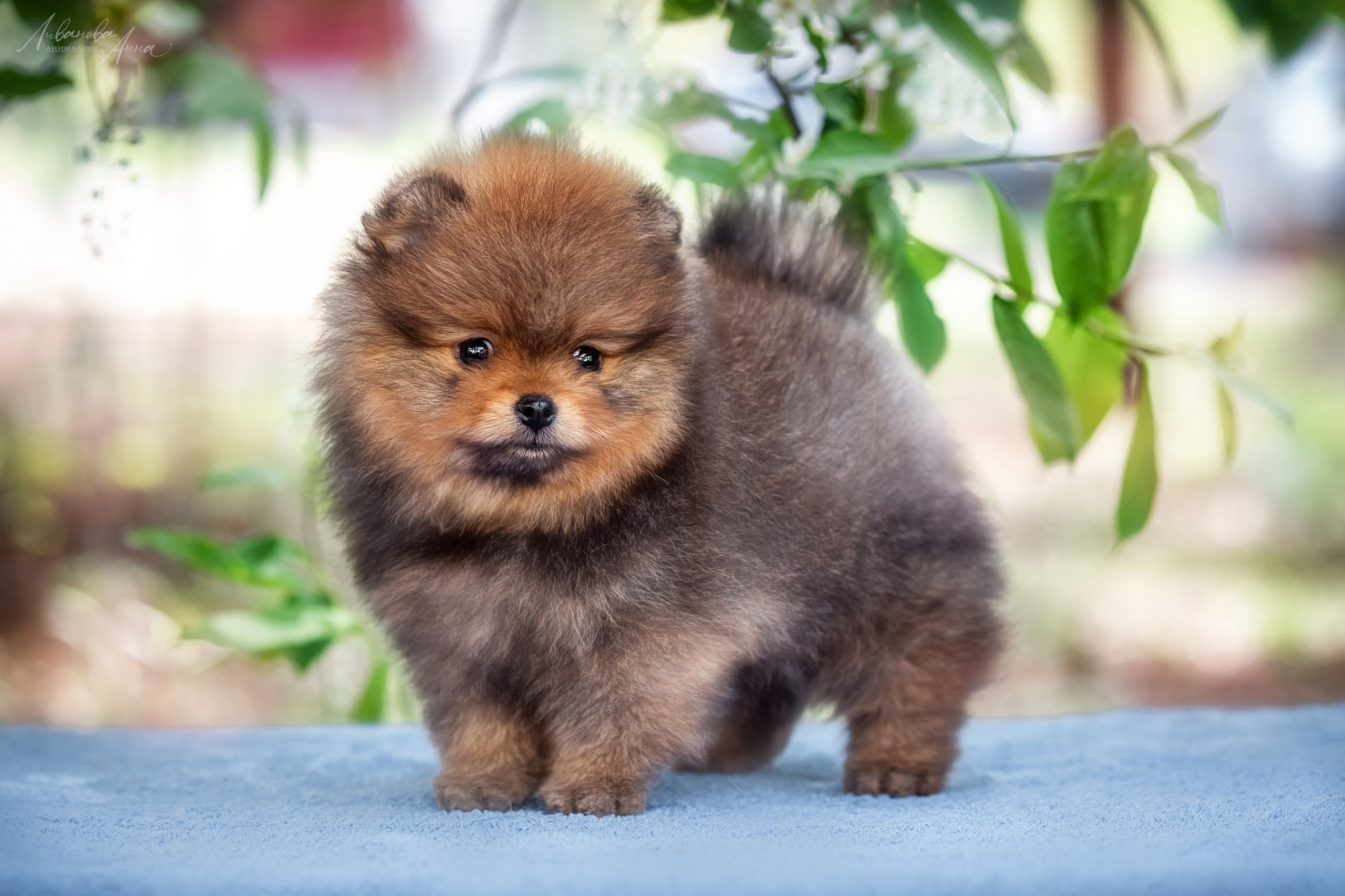 Шпицы. Фотограф анималист Аня Ливанова | Рыбинск