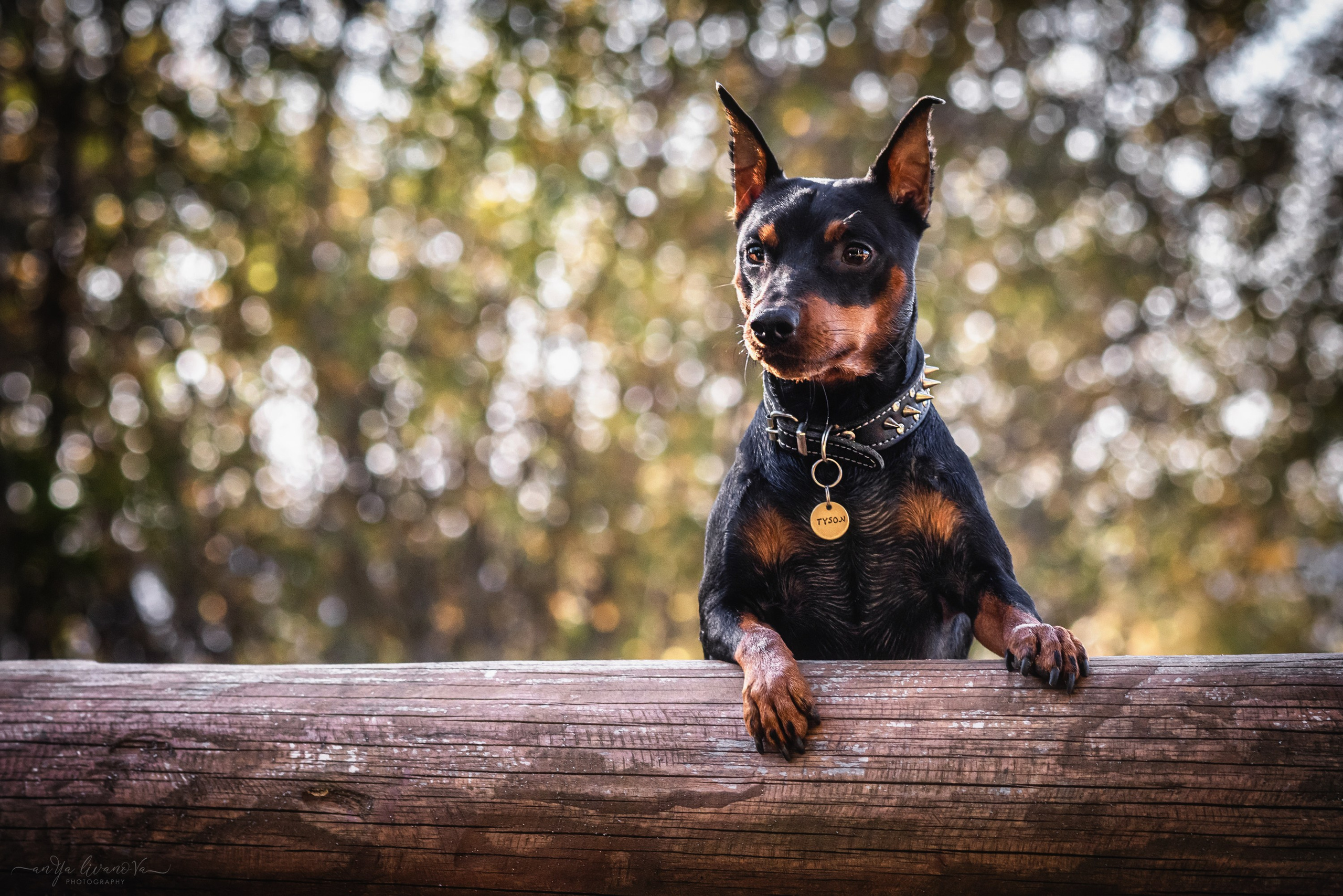 Мия — Тайсон — Марси и Лена. Фотограф анималист Аня Ливанова | Рыбинск