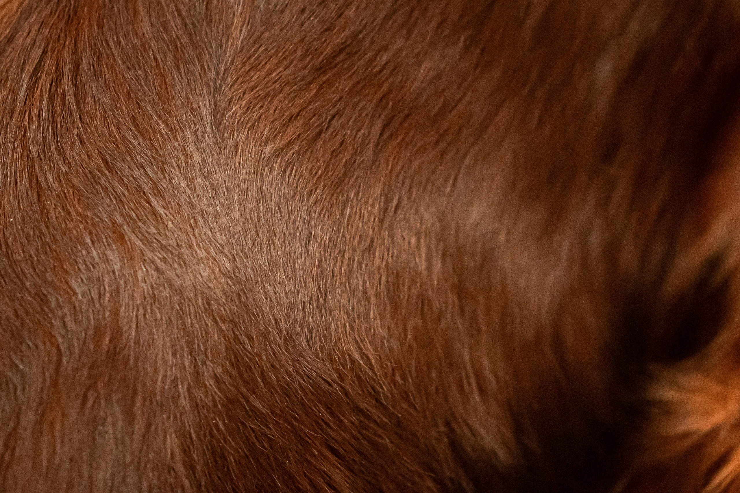 Выставка сеттеров 19.05.24