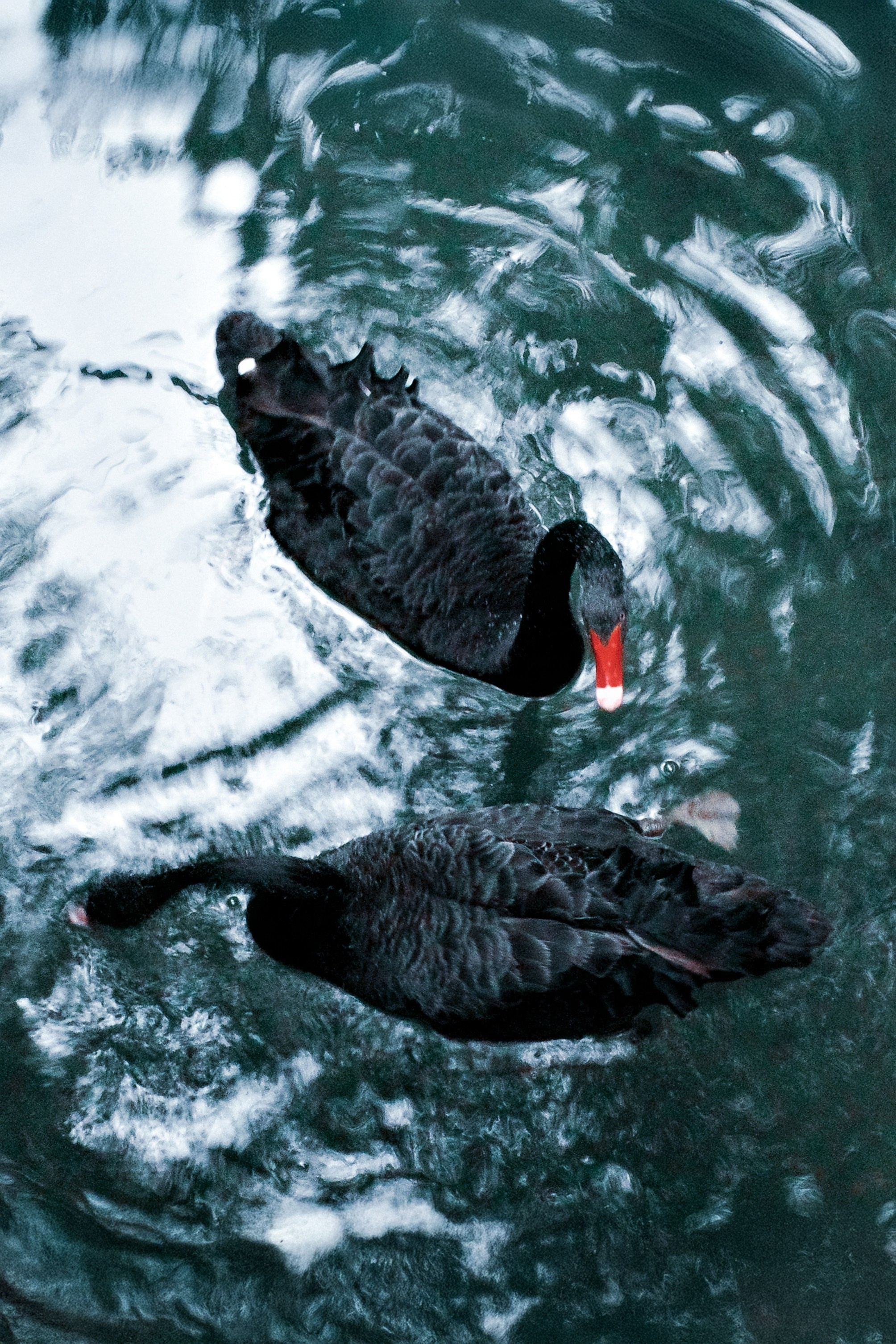 JAPANESE GARDEN. Anne Demia