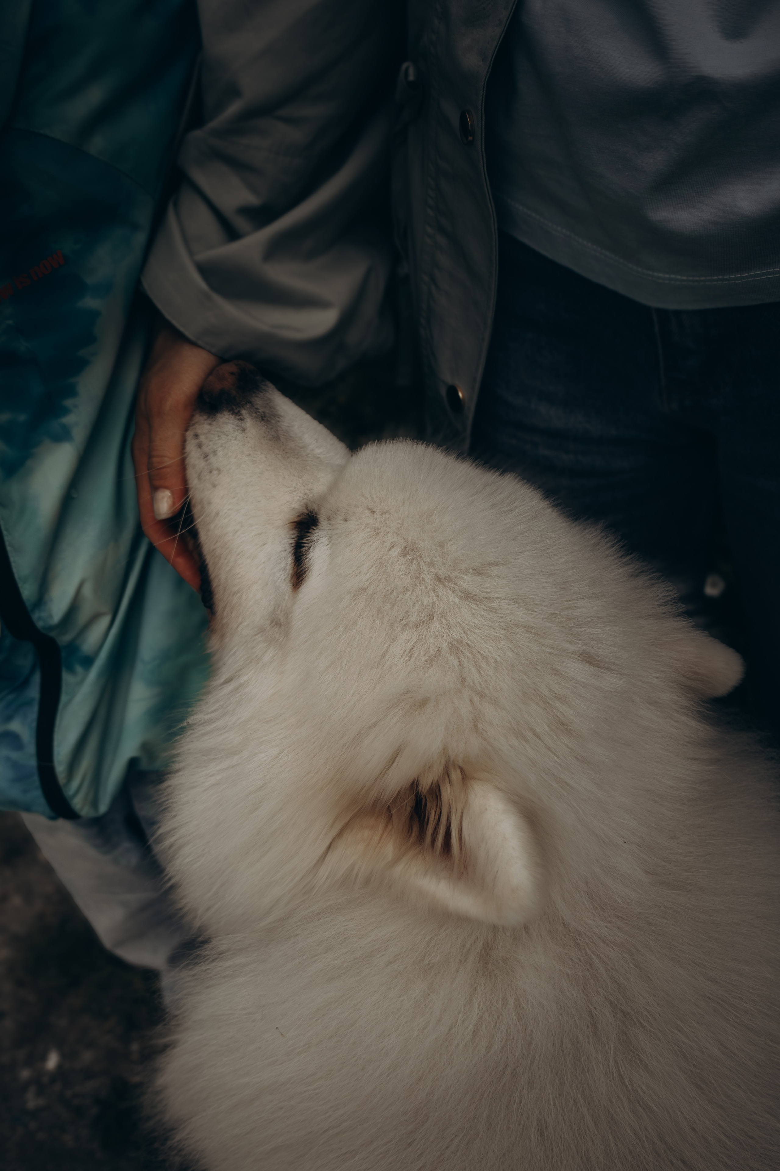 Фотосессия с ребенком и собакой в парке. Фотограф-анималист в Москве Екатерина Тихонова