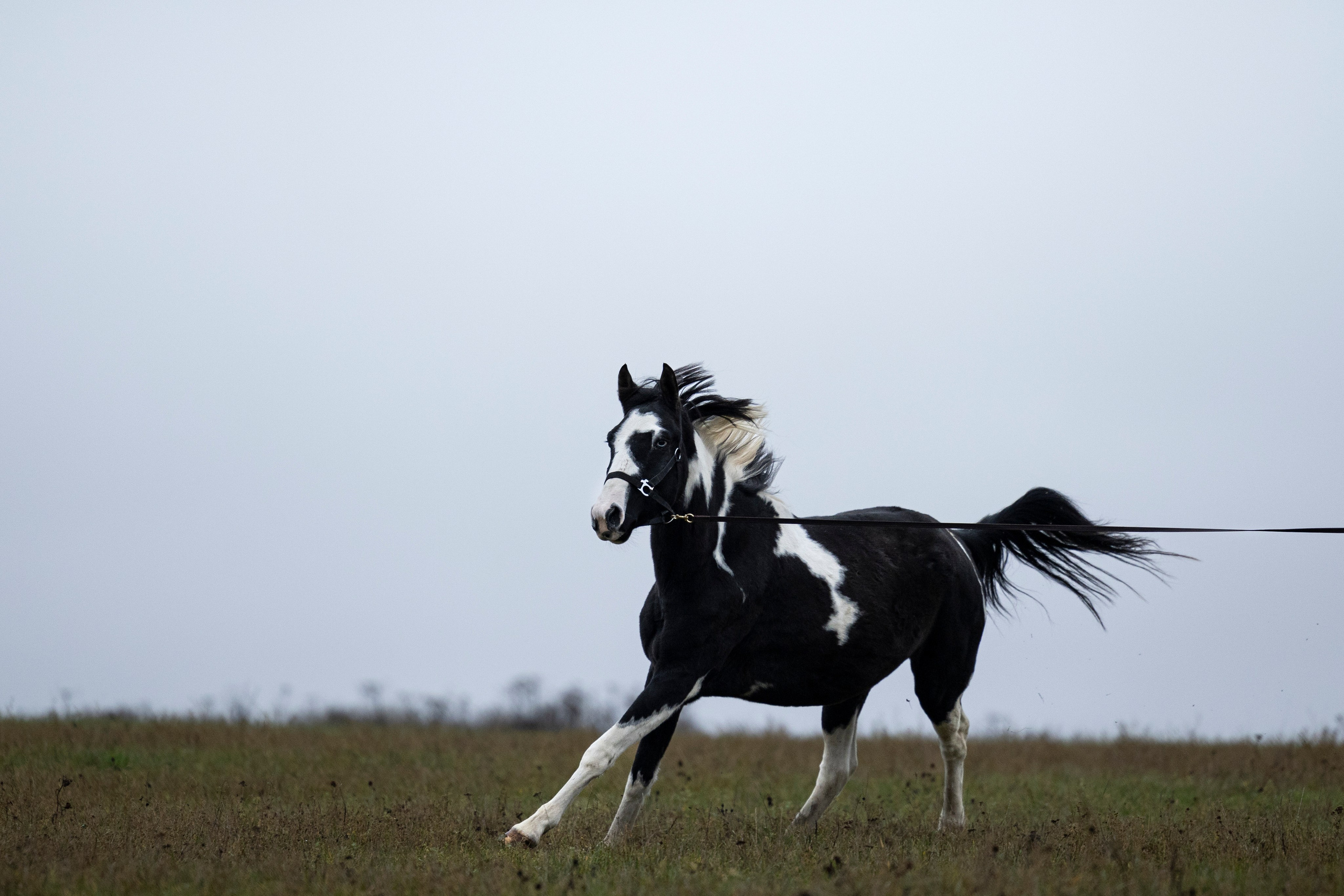 Дракарис и Кейси. Фотограф-анималист Анна Маринич