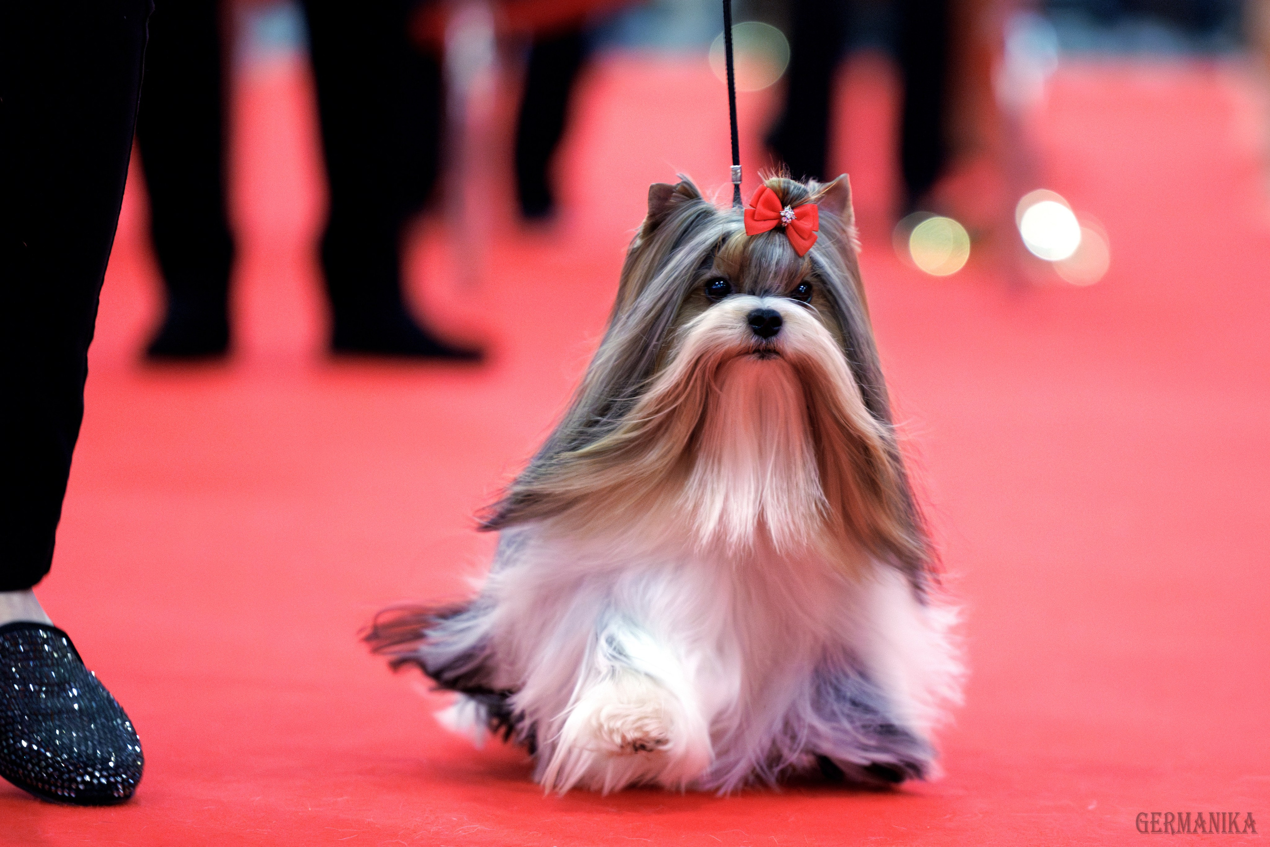 Лучшие Собаки России 17-18.02.2024. Фотограф-анималист Юлия Германика