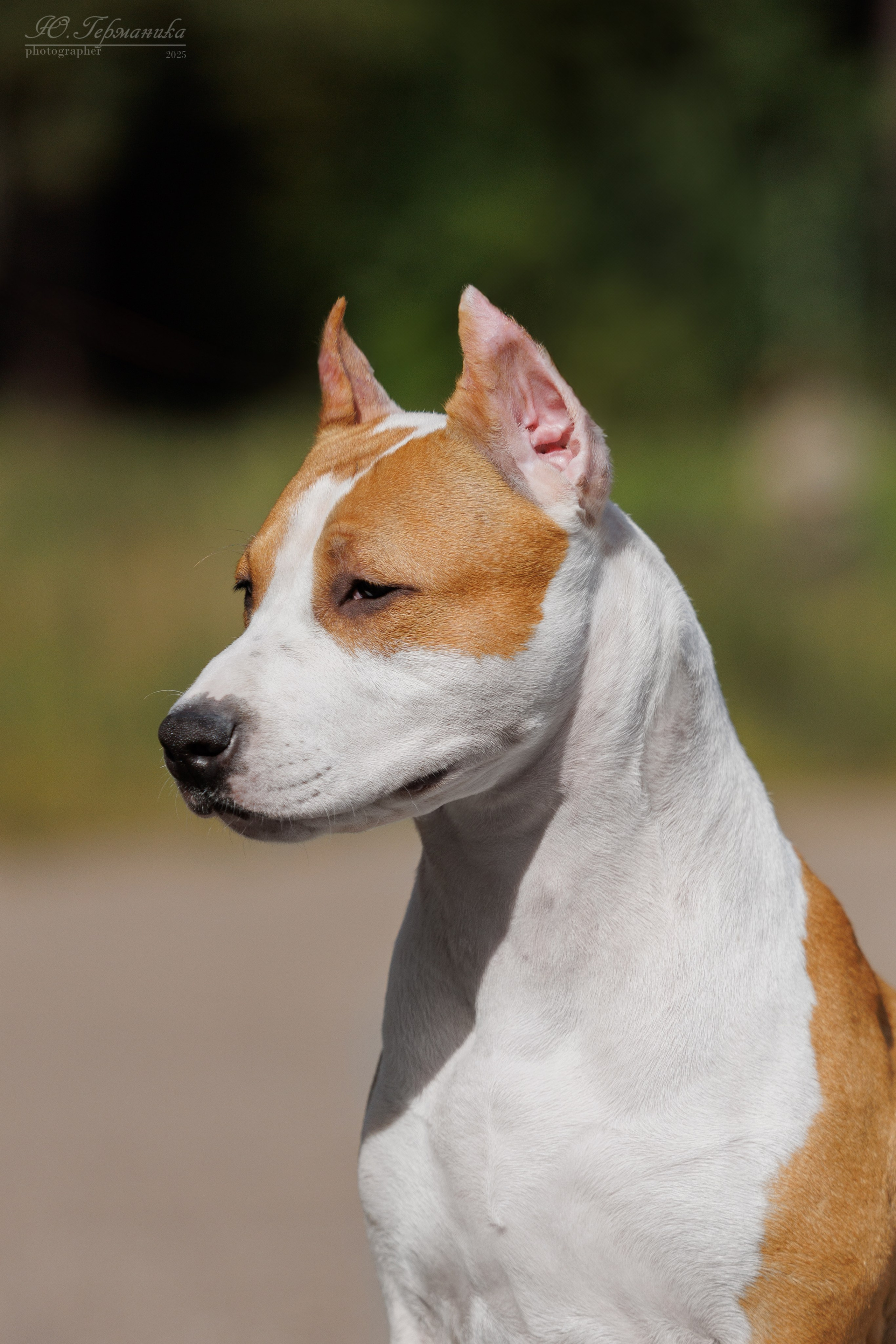 Зеленоград 13.09.2025. Фотограф-анималист Юлия Германика