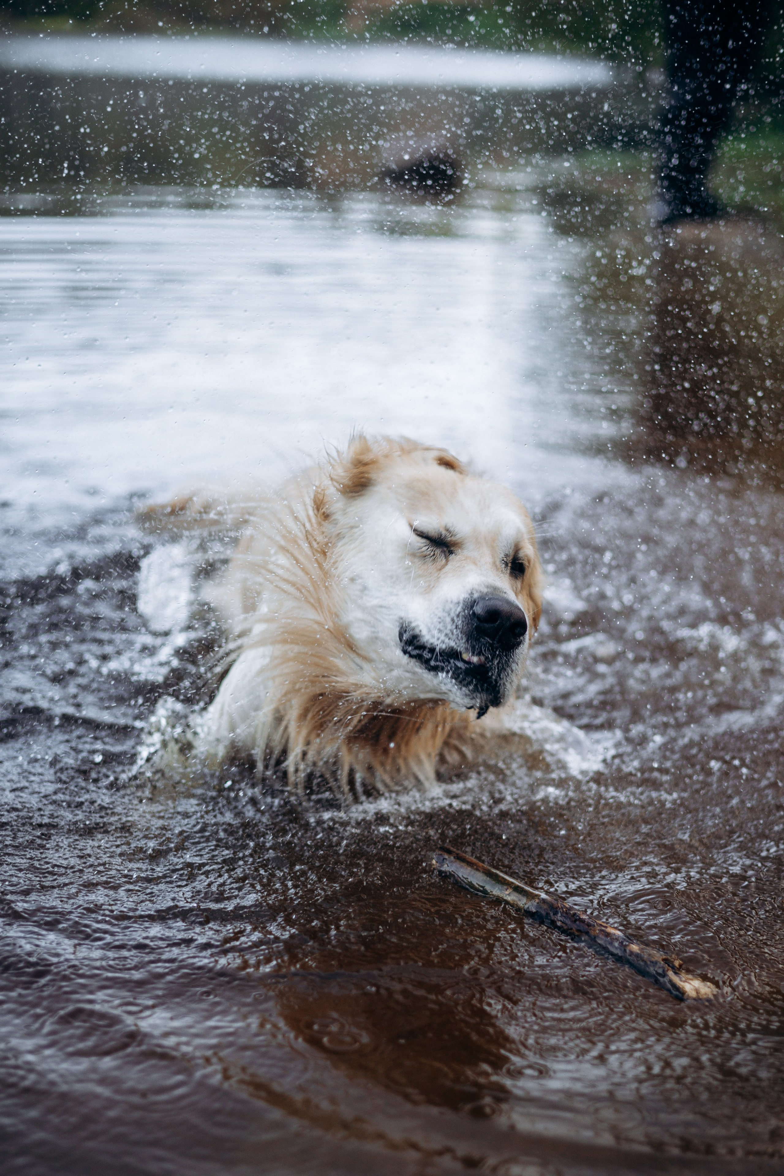 Лёва и его семья. Фотограф — Анималист | Санкт-Петербург