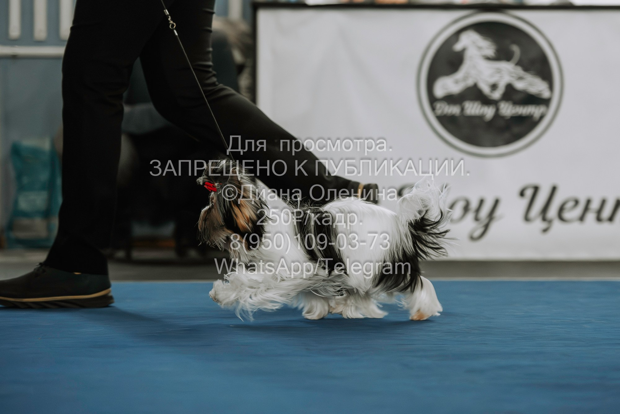 Выставка собак Красноярск 29.10.2023. Фотограф Диана Оленина Красноярск / Братск