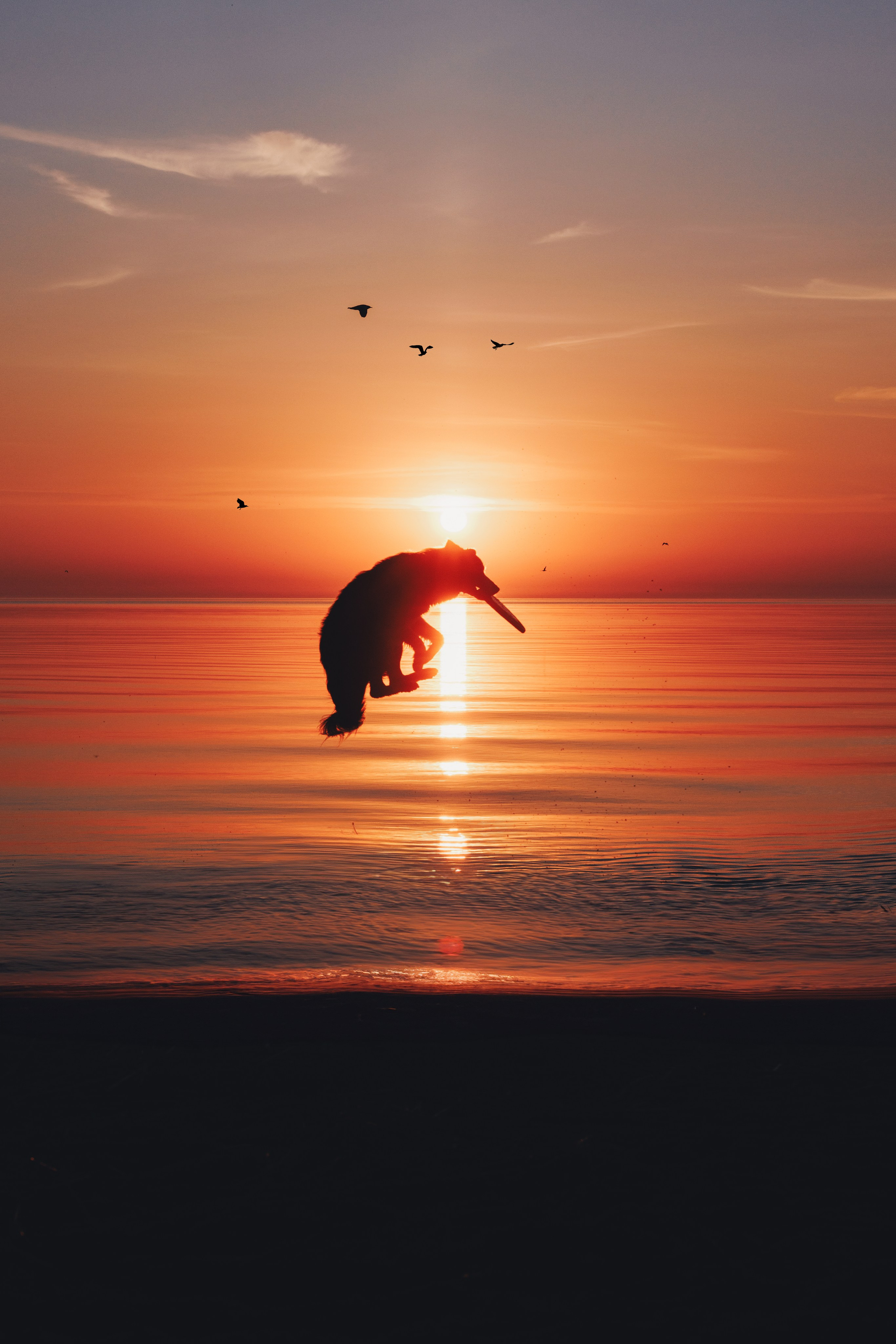 Токи, Янки, Лось, Мако и Рин. Фотограф анималист Осипчикова Мария