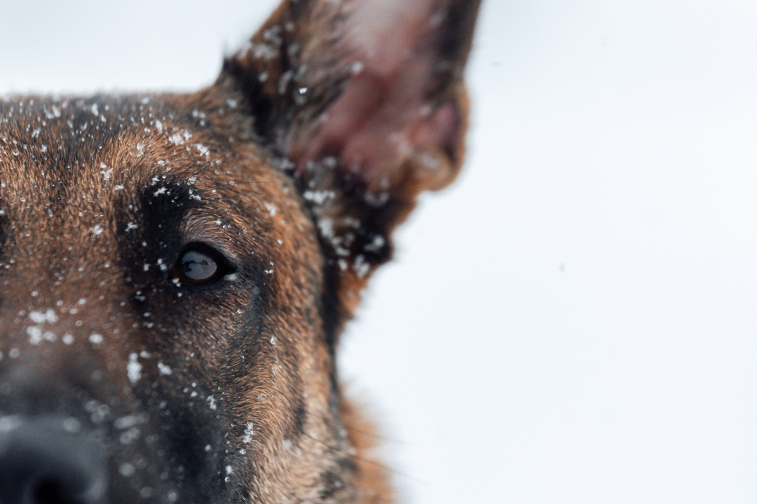 Фотограф-анималист Анастасия Парфенова|Екатеринбург
