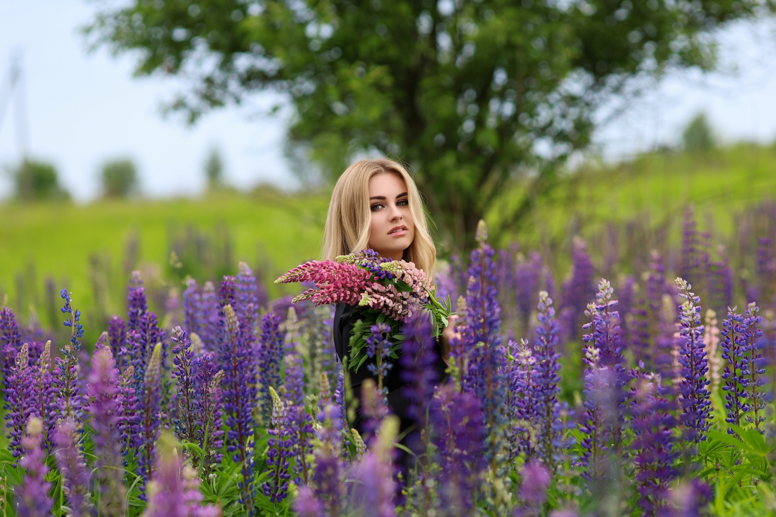 Фира. Люпины. Главная