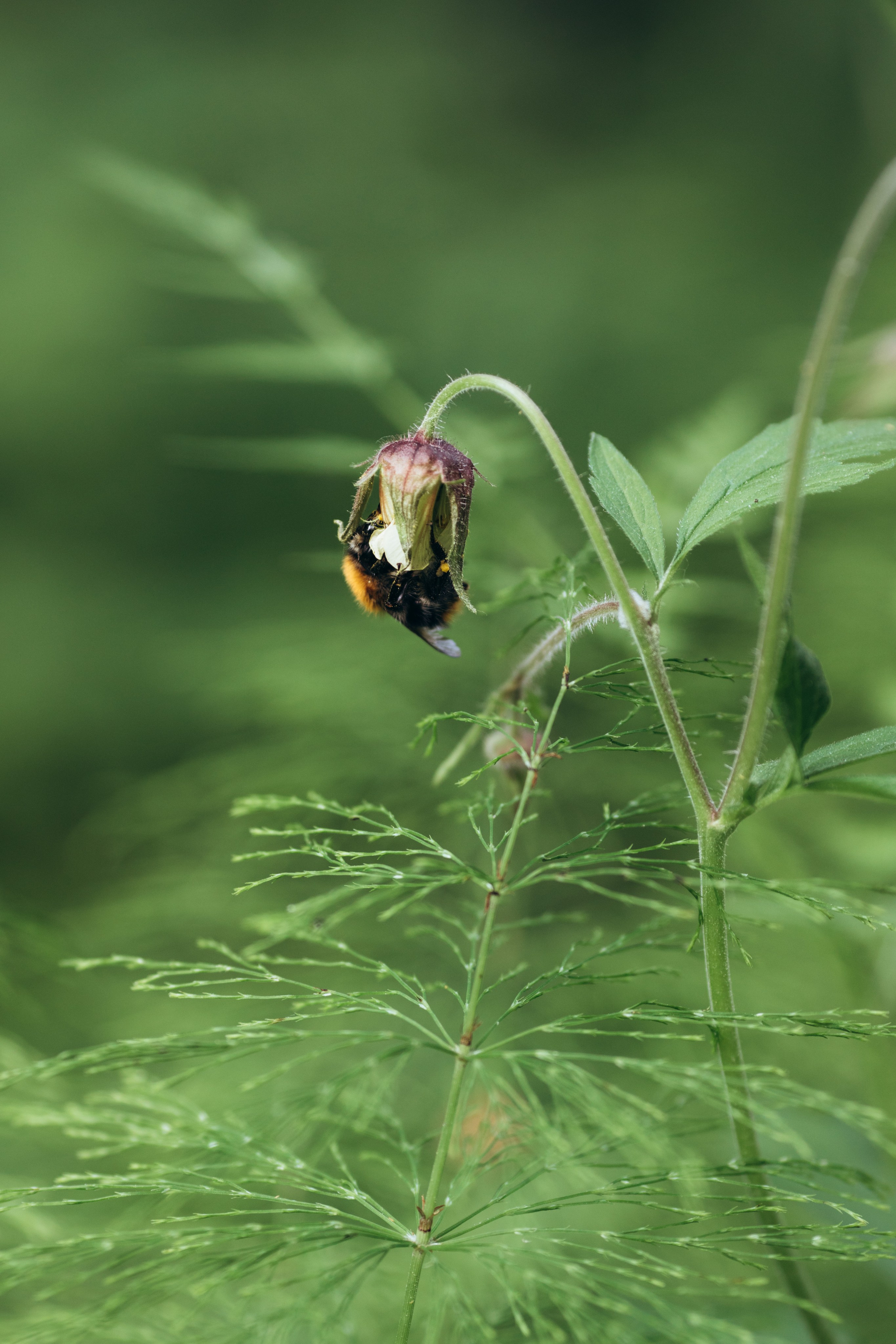 Природные пейзажи. Наталия Клевинскас портретный фотограф в Костроме