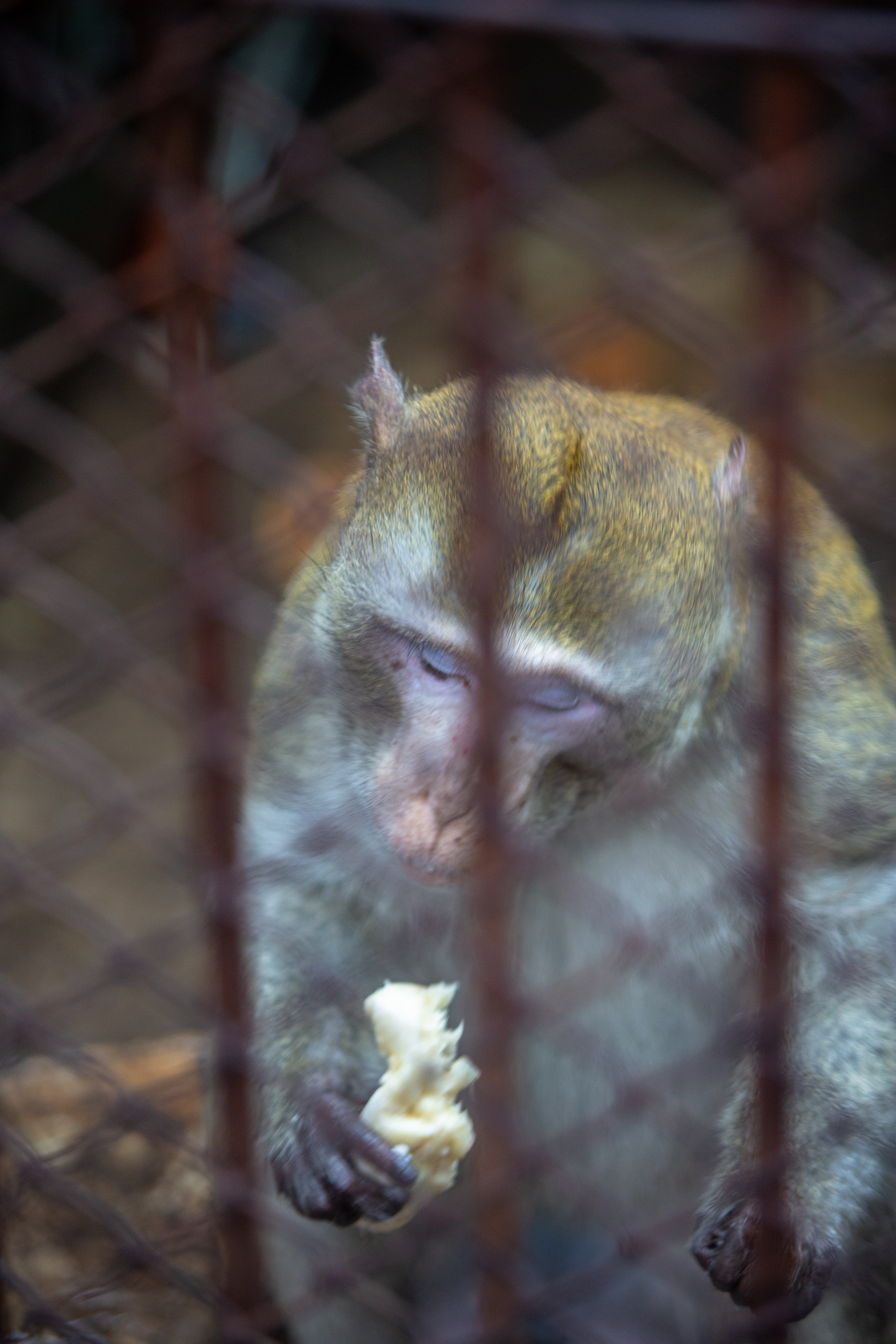Samut Prakan Crocodile Farm & Zoo. Photographer Sonkina Tatiana (Tanya Ash)