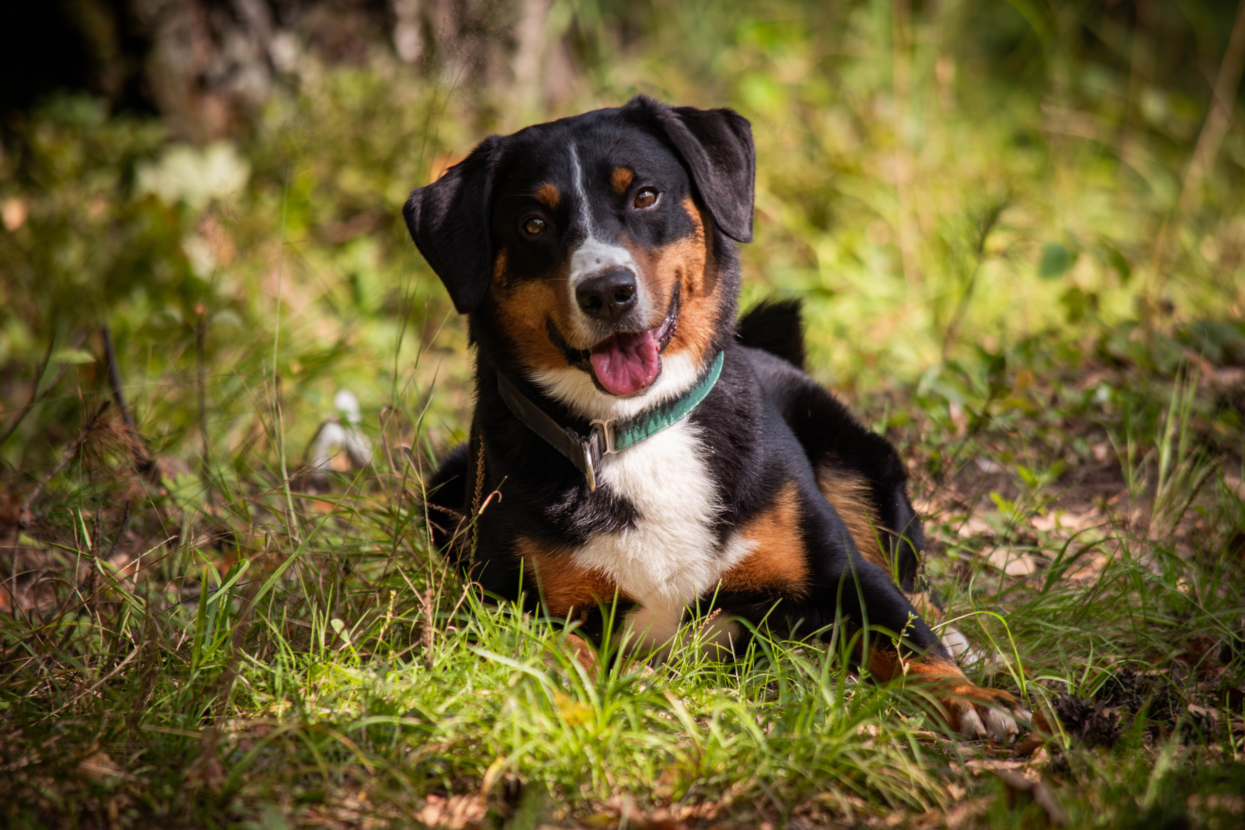 Микки и Юля. Фотограф Светлана Блинова, Москва и Московская область