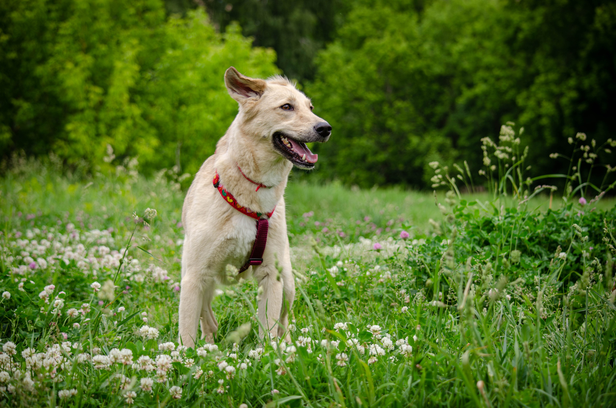 Мира и Барон. Фотограф Светлана Блинова, Москва и Московская область